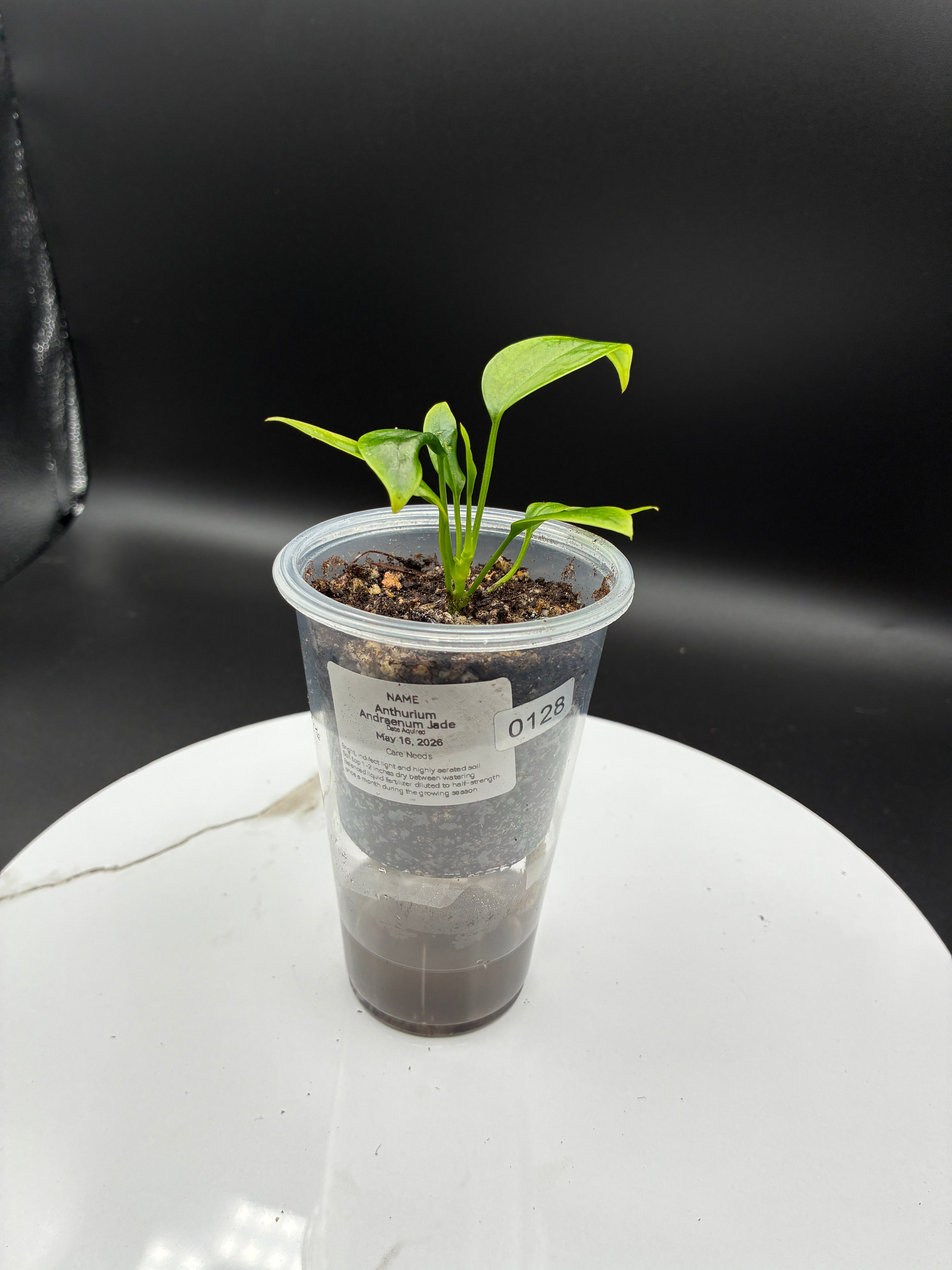 Anthurium Andraenum Jade #0128