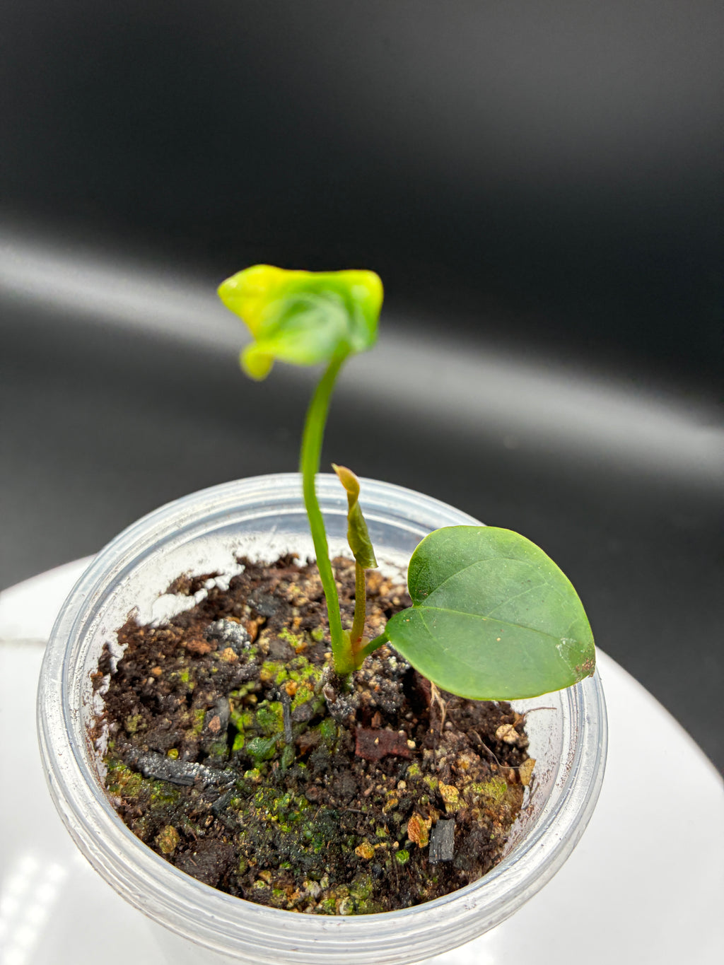 Anthurium Queen of Hearts #0127