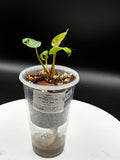 Anthurium Wonderboy X Michelle #0126