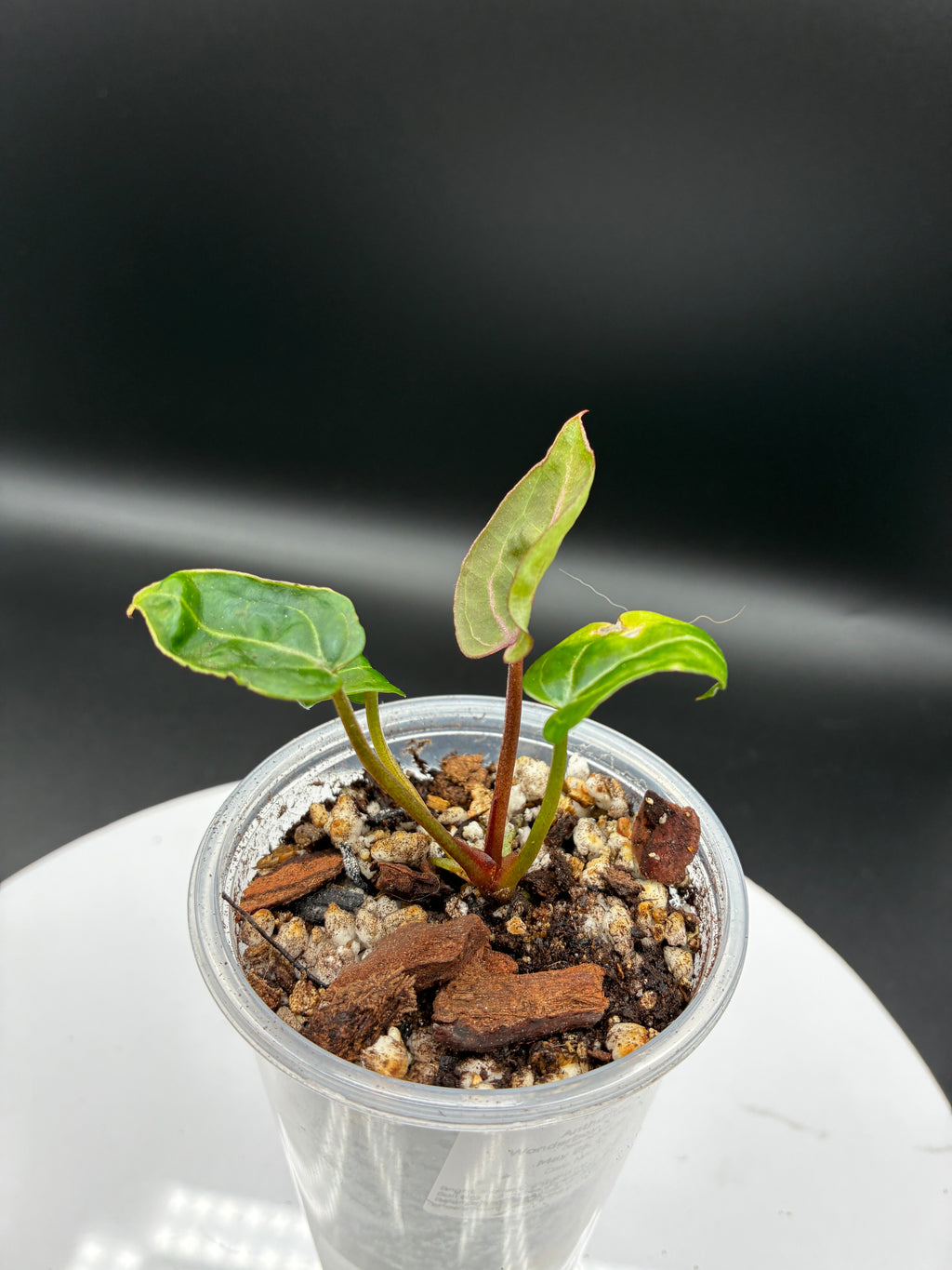Anthurium Wonderboy X Michelle #0126