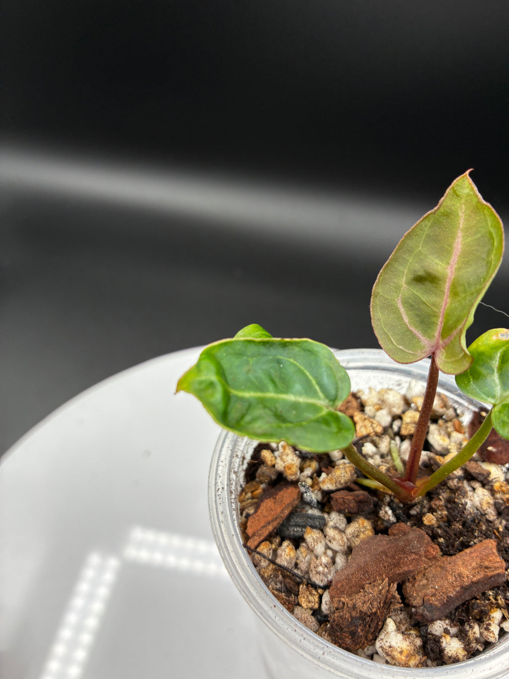 Anthurium Wonderboy X Michelle #0126