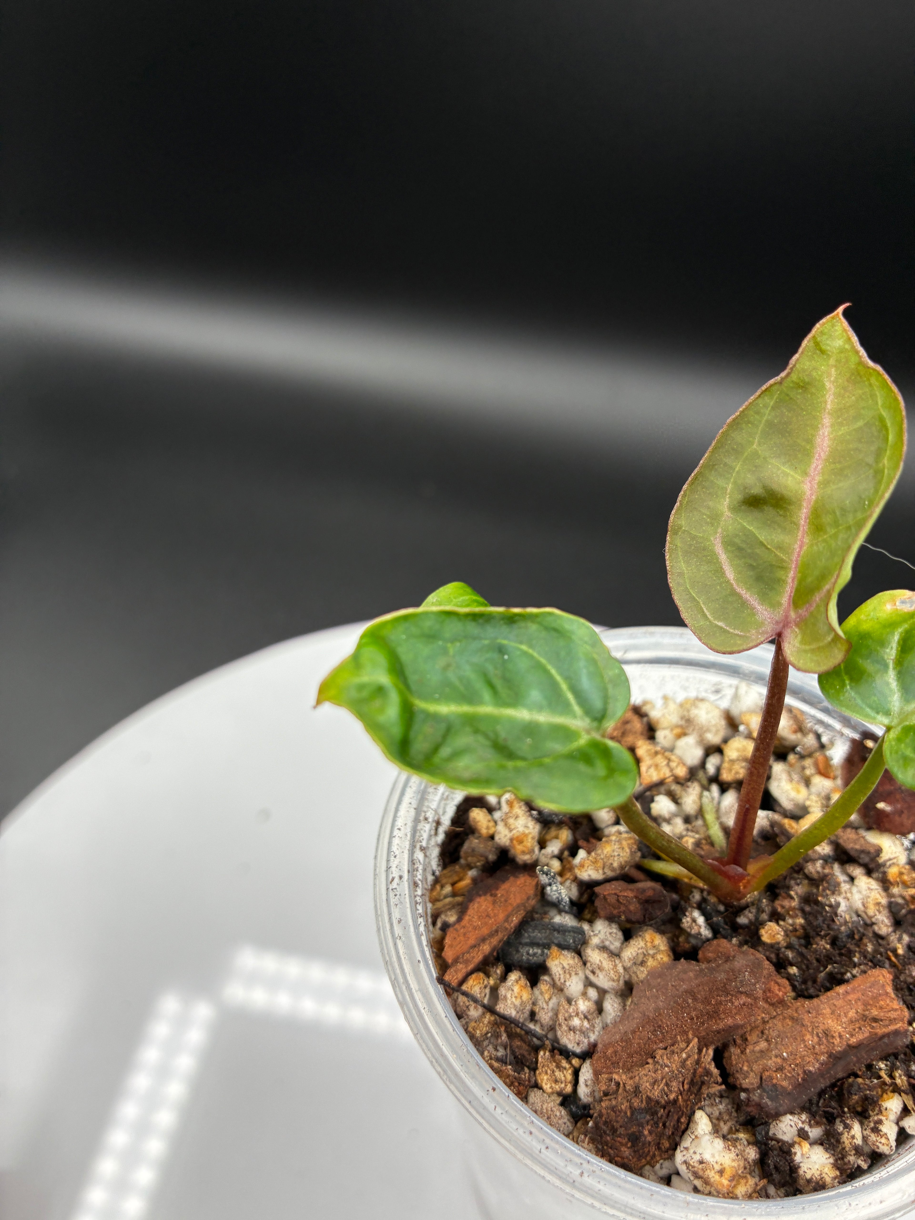 Anthurium Wonderboy X Michelle #0126