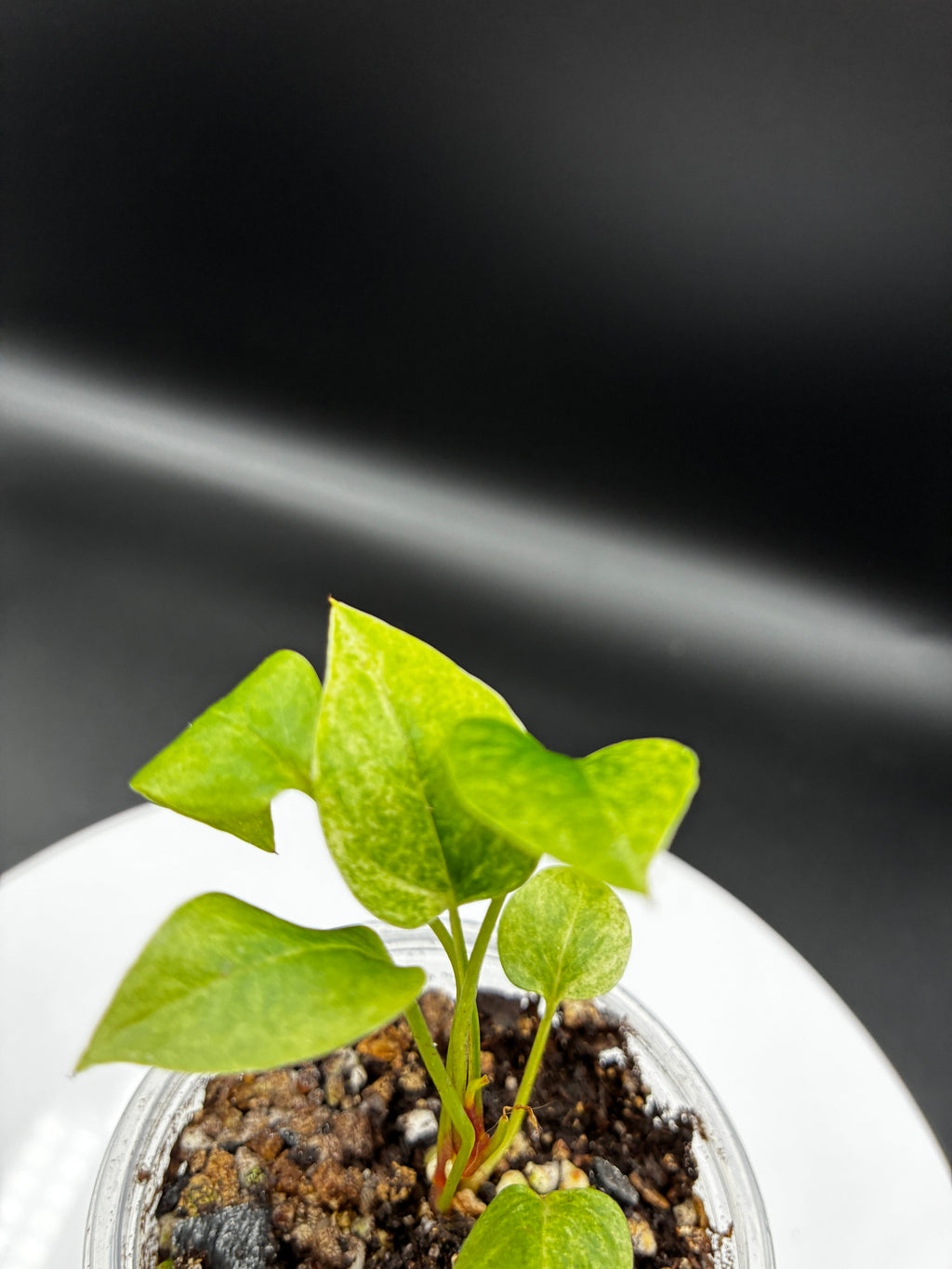 Anthurium Renaissance Yellow Variegated #0125