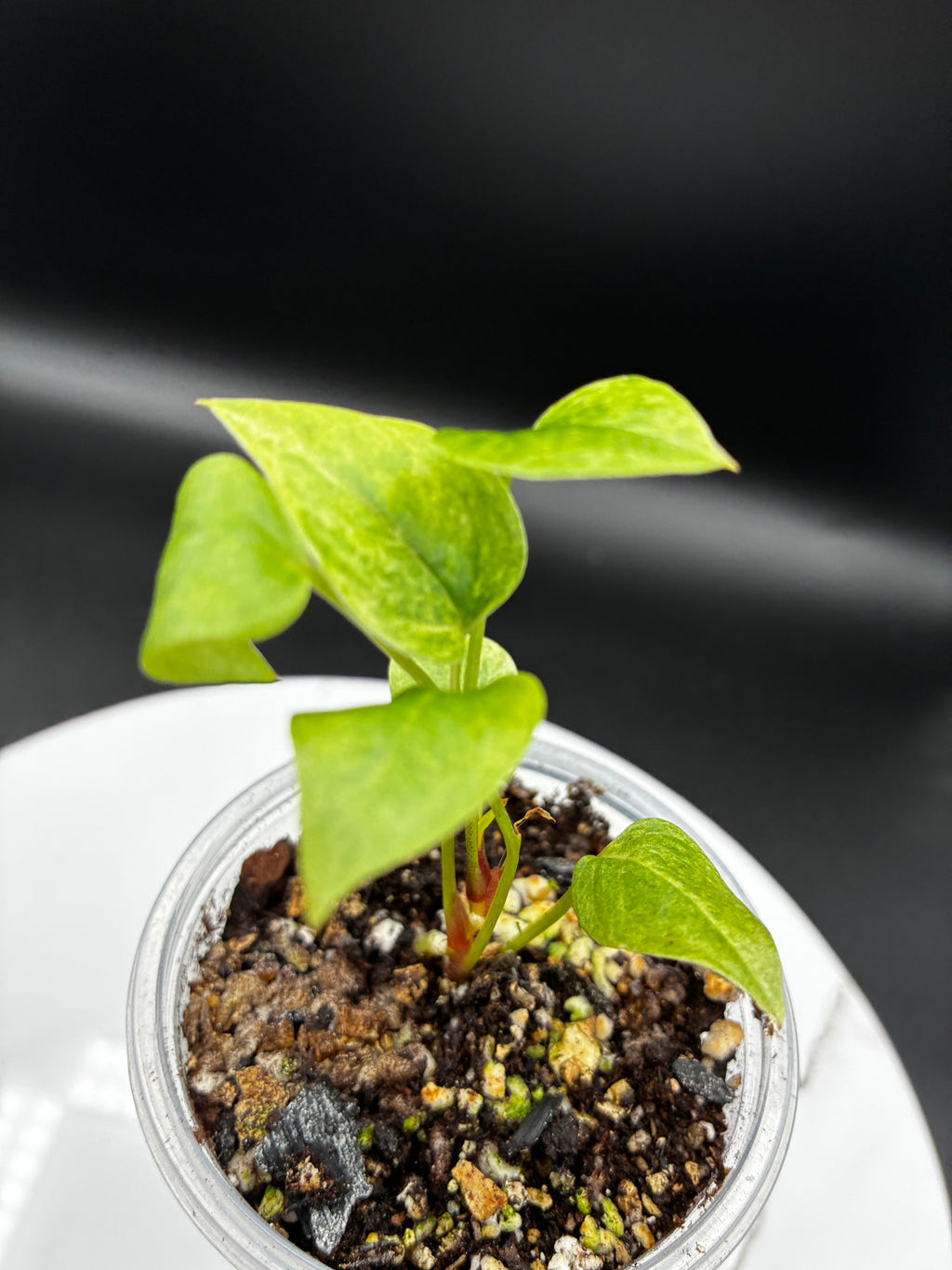 Anthurium Renaissance Yellow Variegated #0125