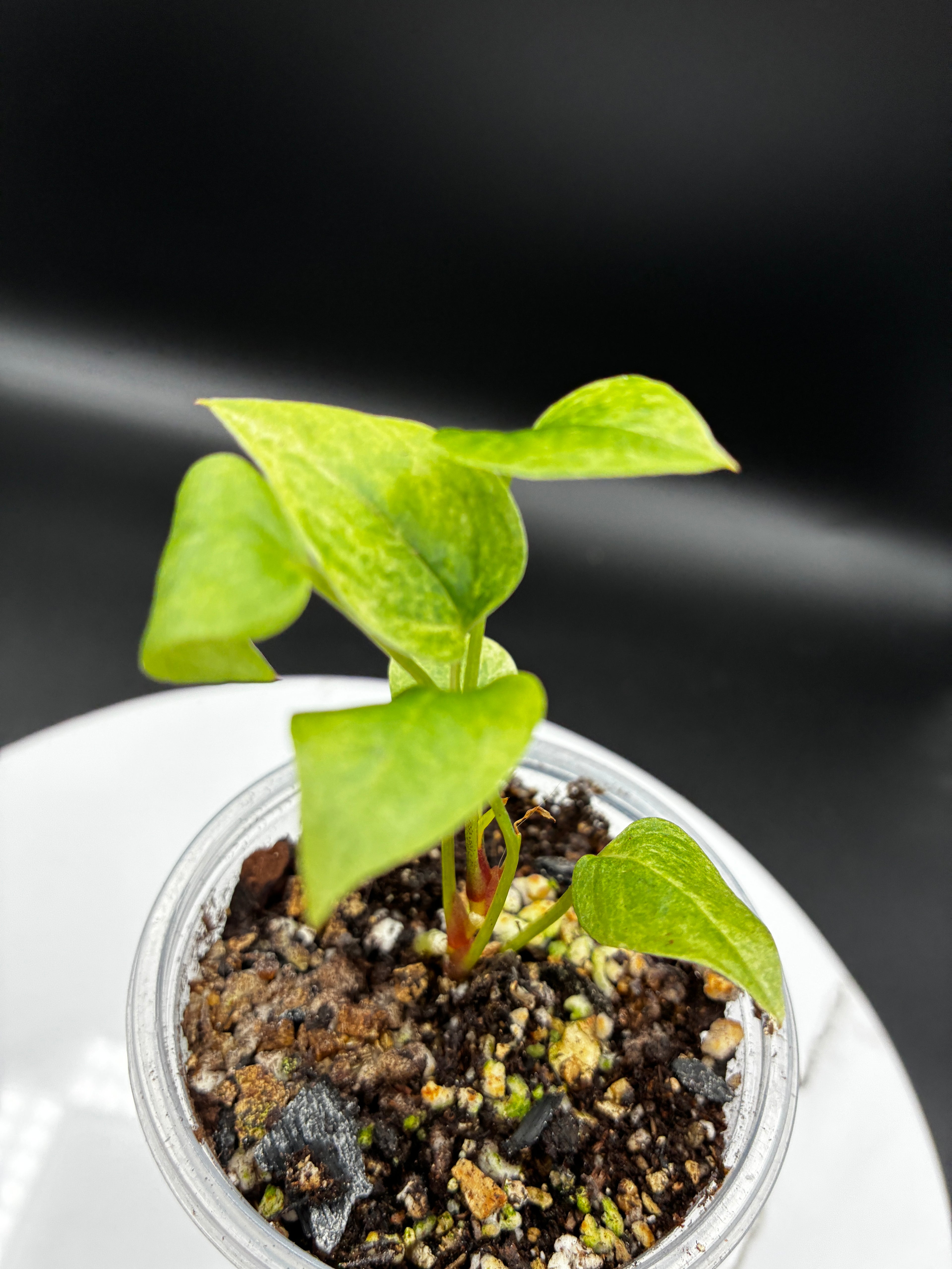 Anthurium Renaissance Yellow Variegated #0125