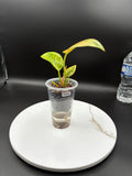 Philodendron Congo Nuclear #0064