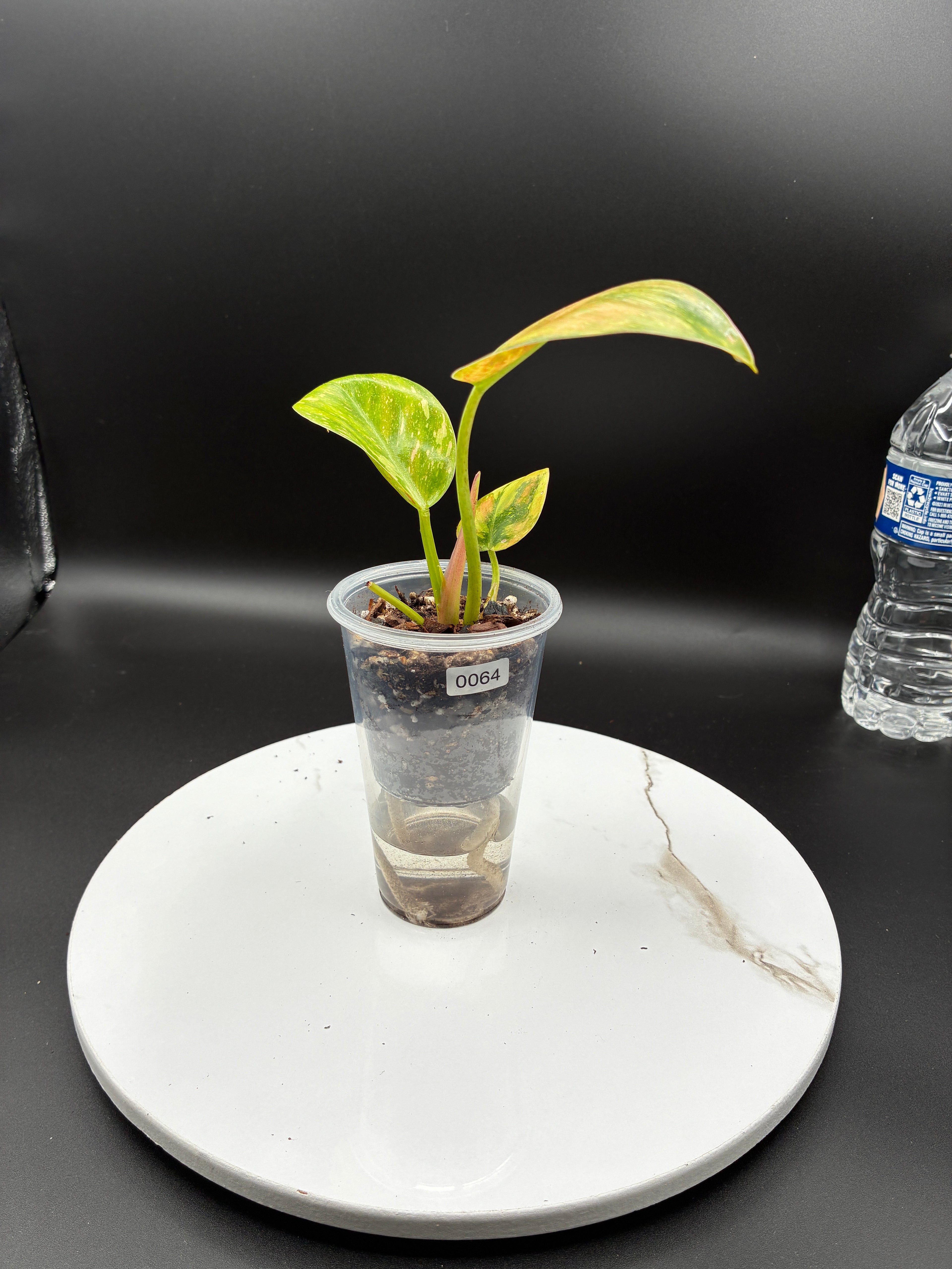 Philodendron Congo Nuclear #0064