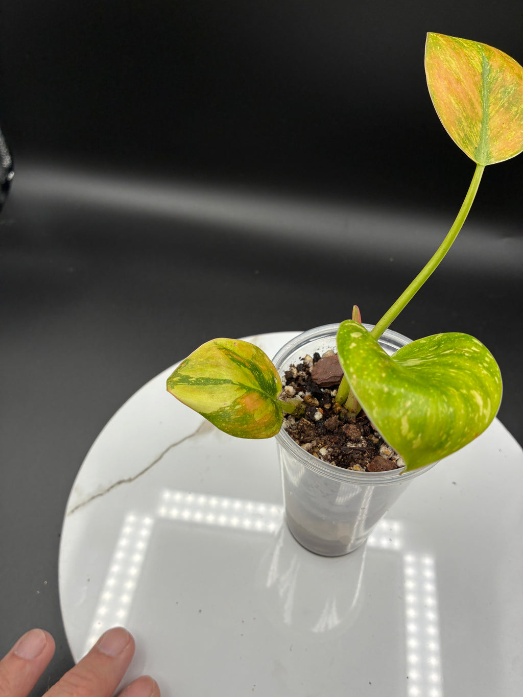Philodendron Congo Nuclear #0064