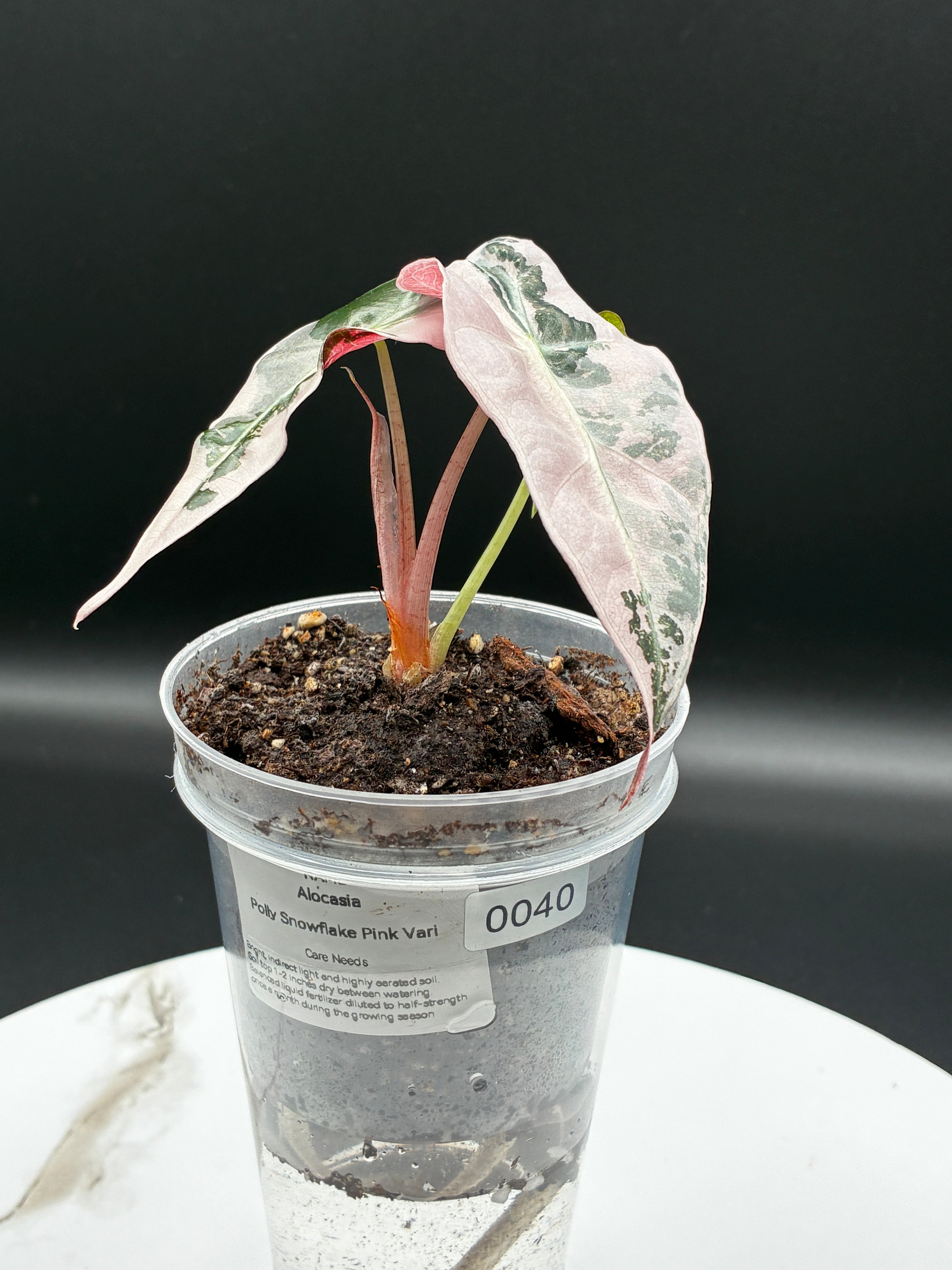 Alocasia Polly Snowflake Pink Variegated #0040