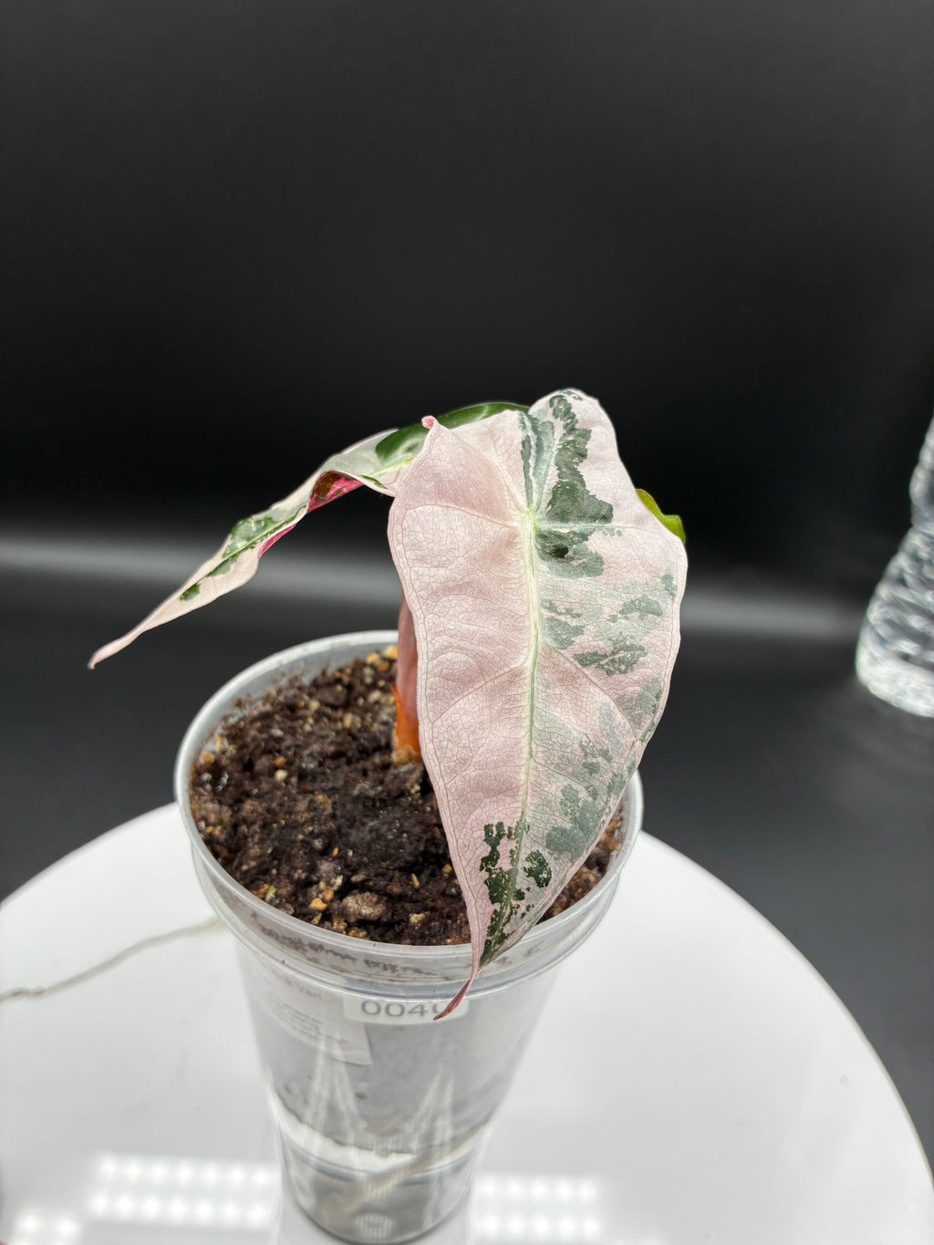 Alocasia Polly Snowflake Pink Variegated #0040