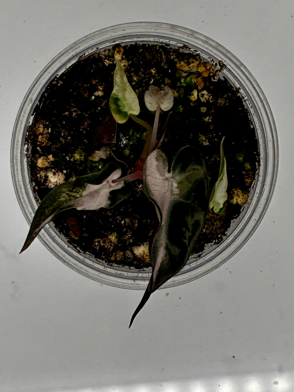 Alocasia Bambino Pink Variegated #0134