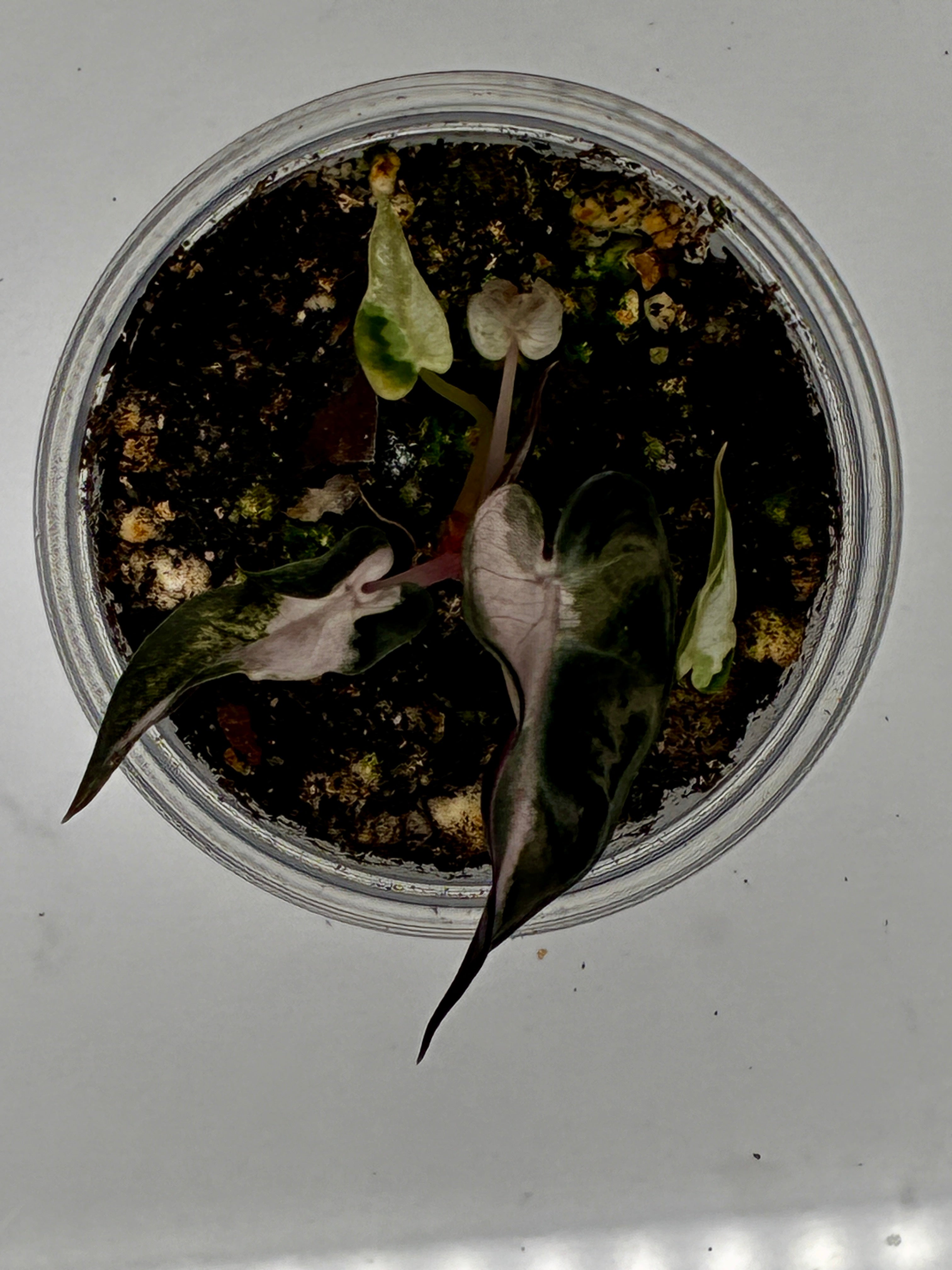 Alocasia Bambino Pink Variegated #0134