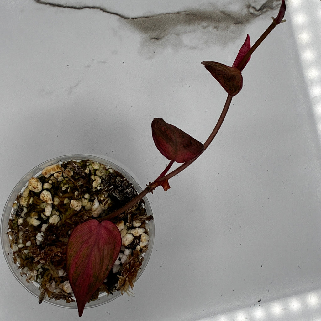 Philodendron Pink Micans Galaxy #0121