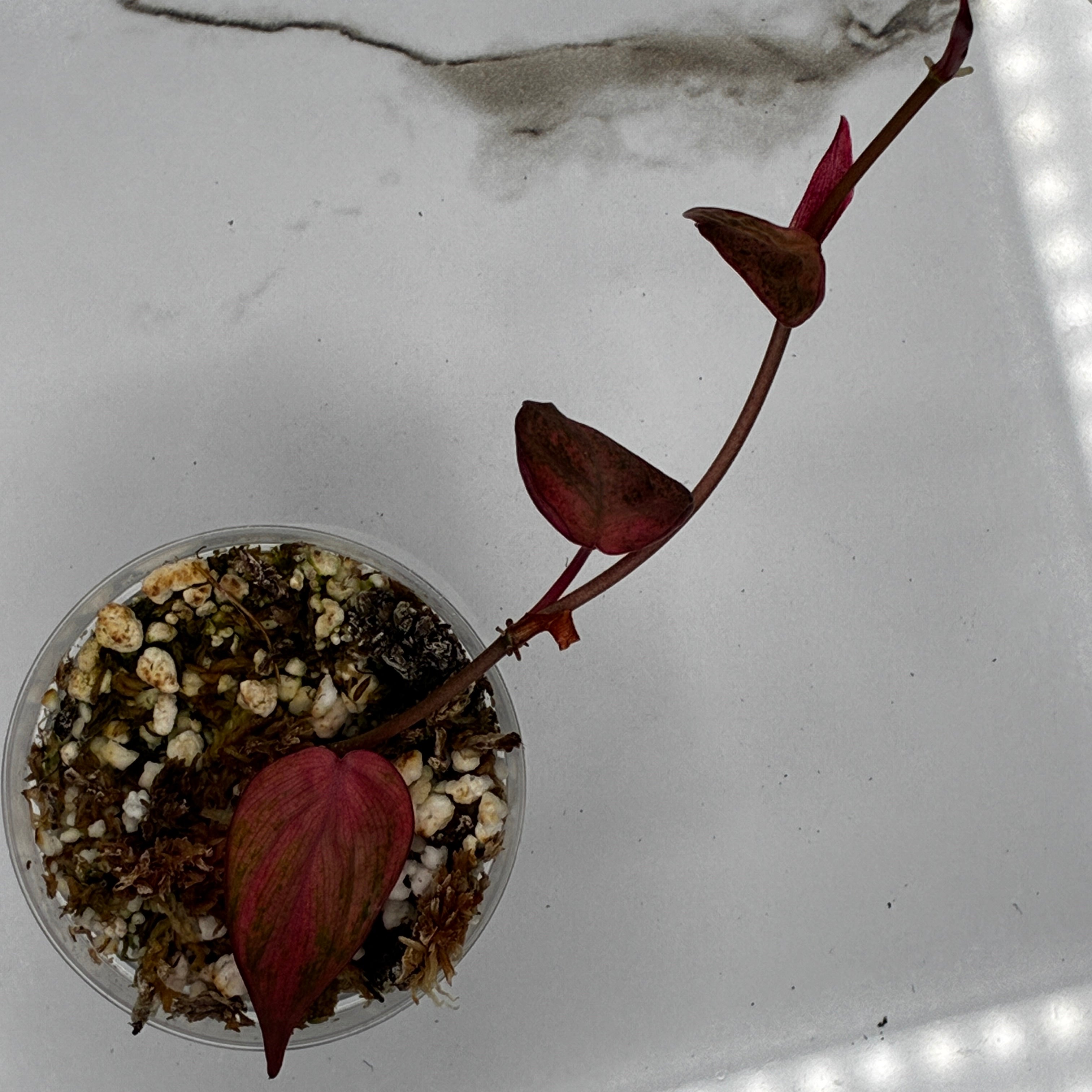 Philodendron Pink Micans Galaxy #0121