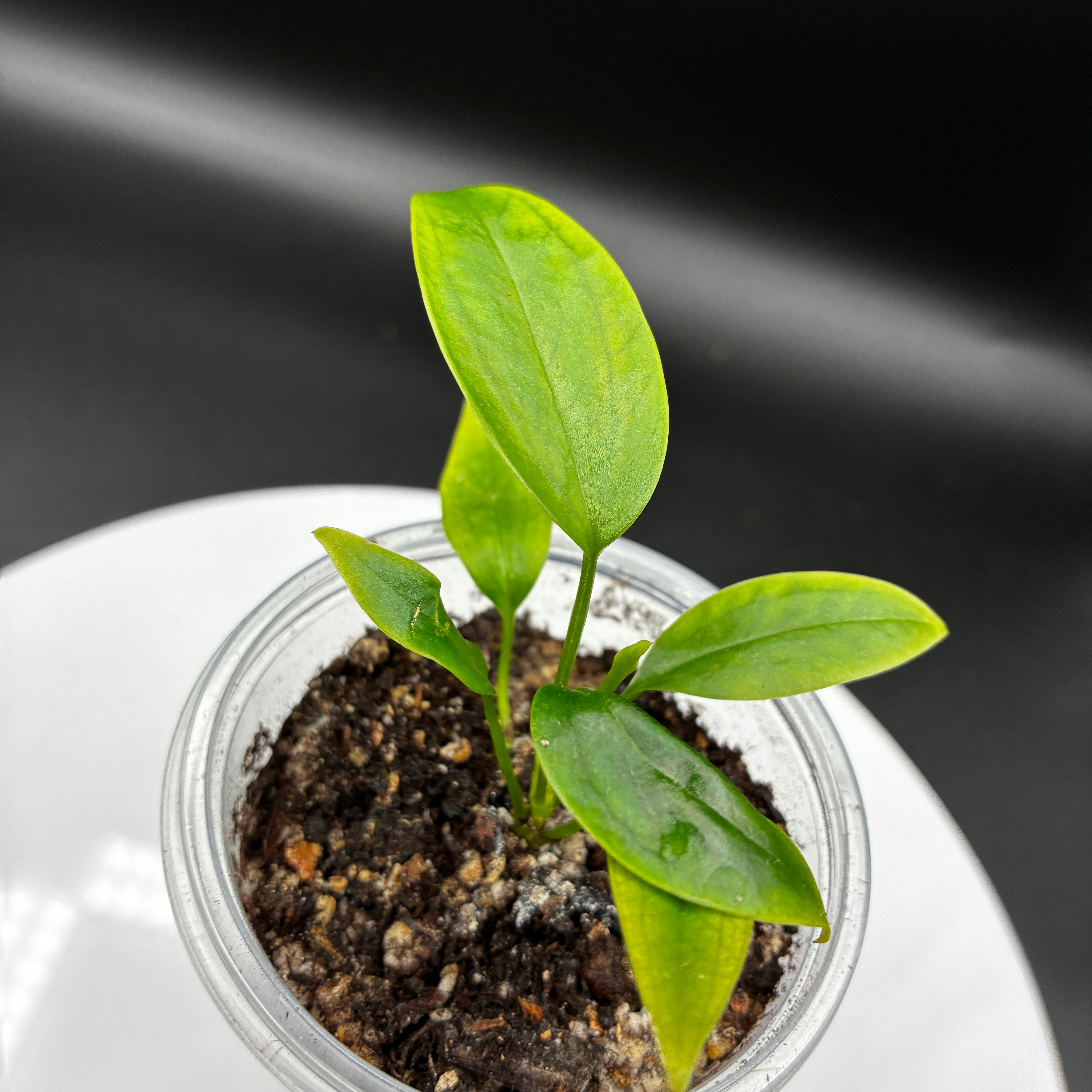 Anthurium Andraenum Jade #0128