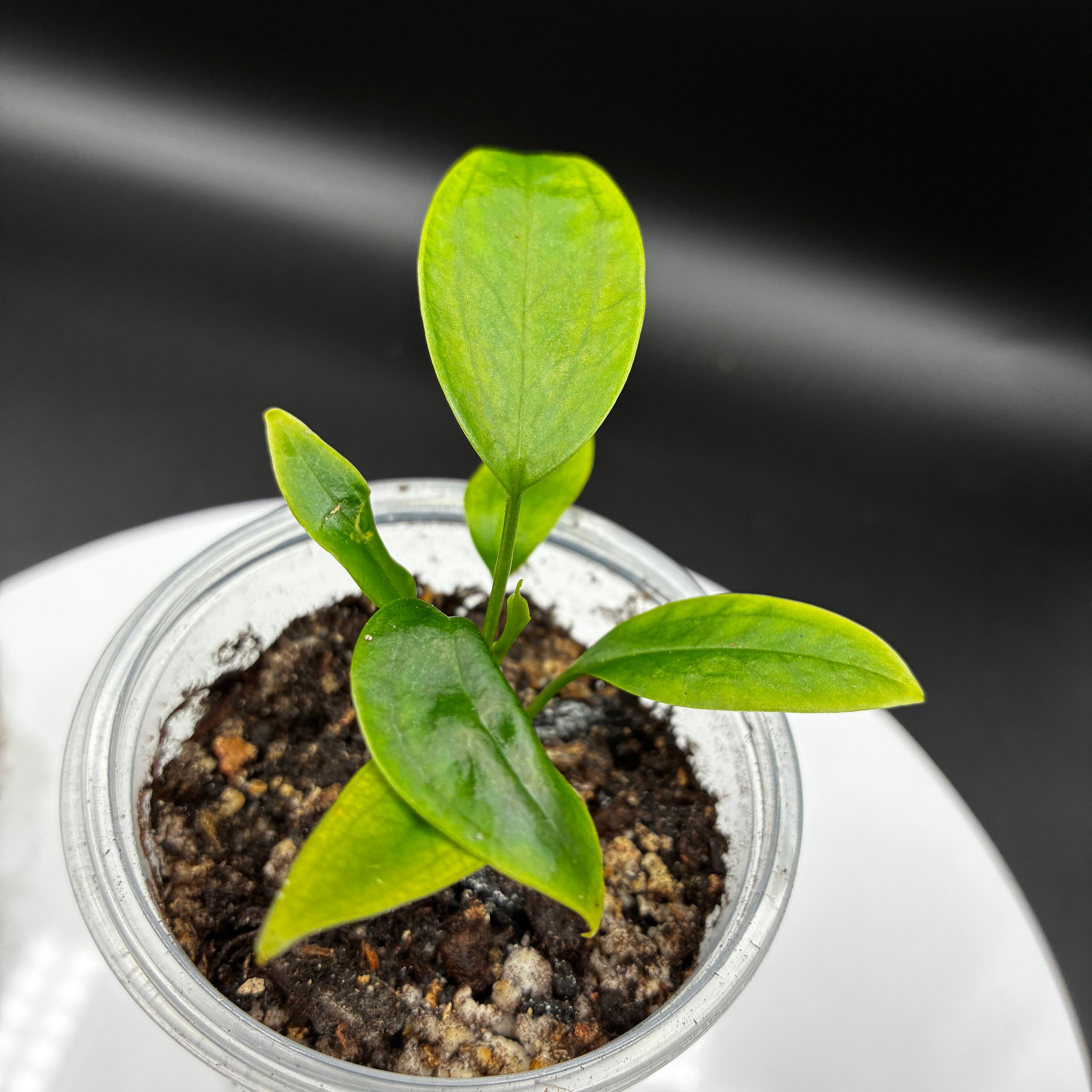 Anthurium Andraenum Jade #0128
