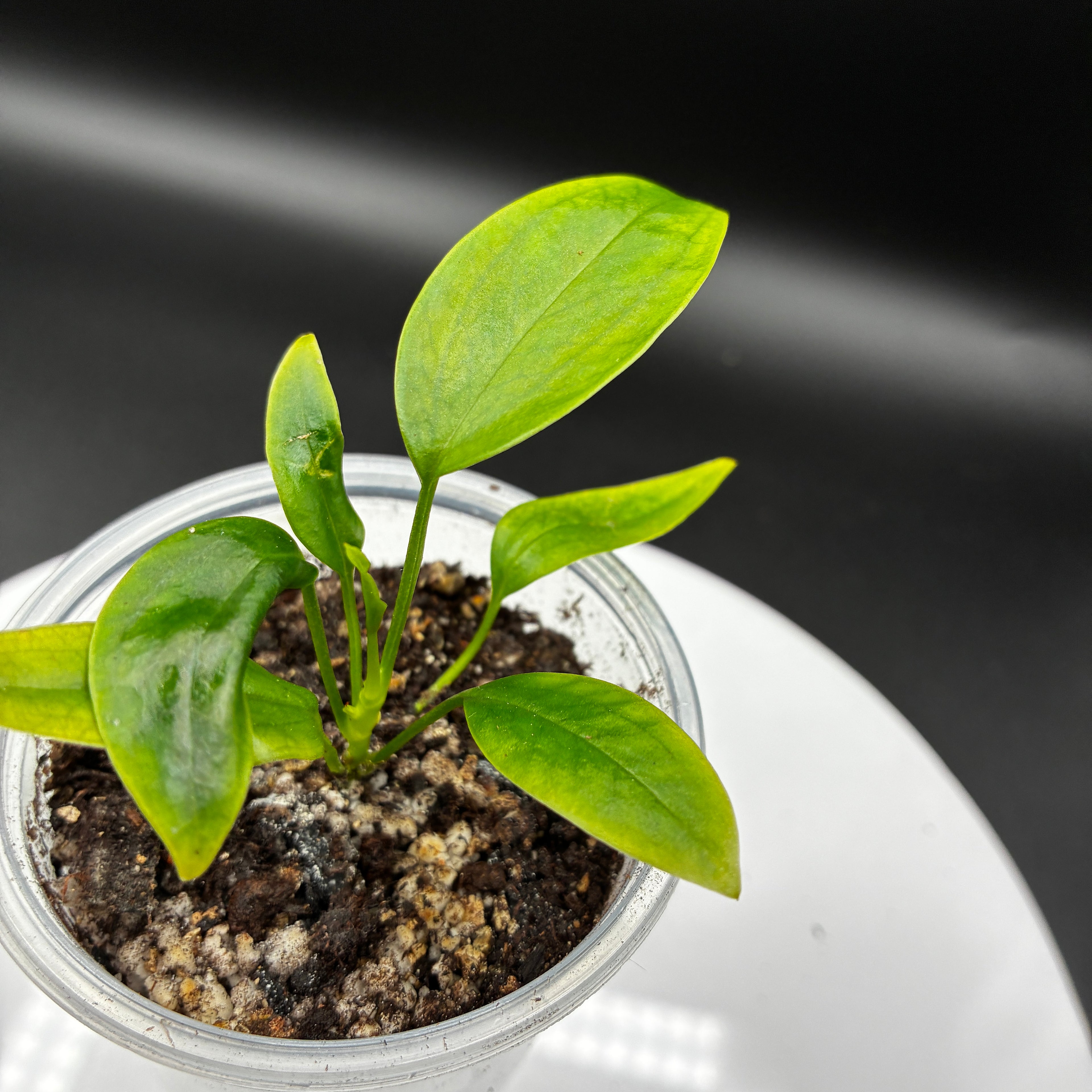 Anthurium Andraenum Jade #0128