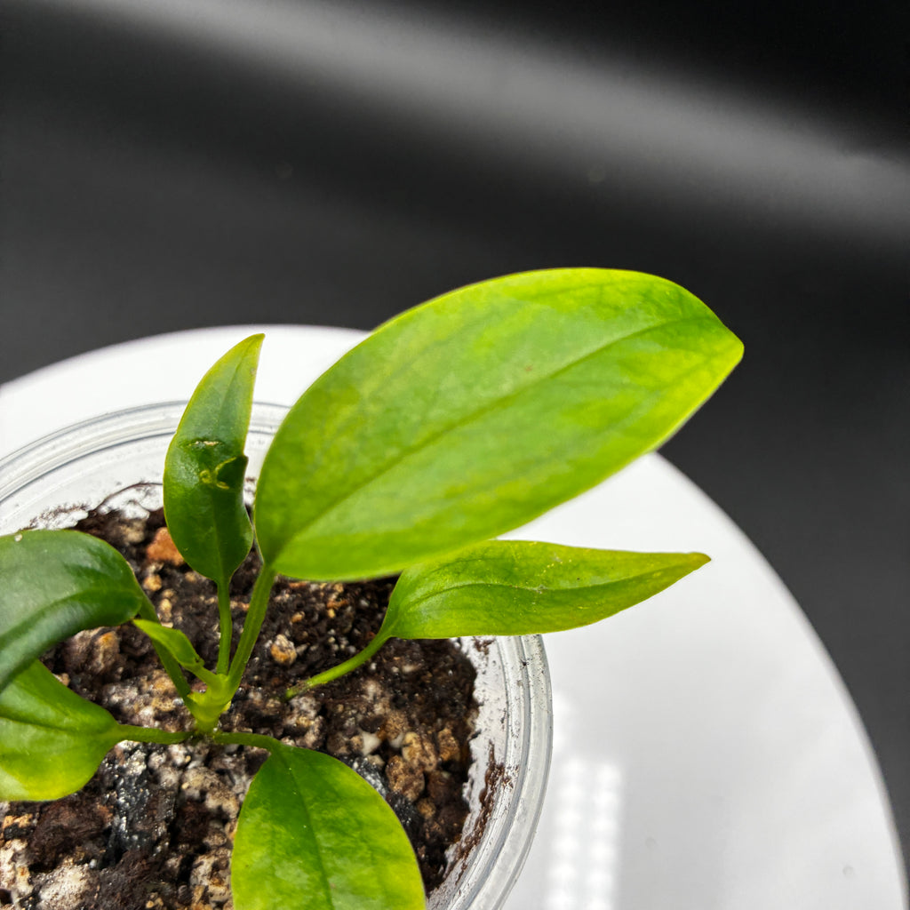 Anthurium Andraenum Jade #0128