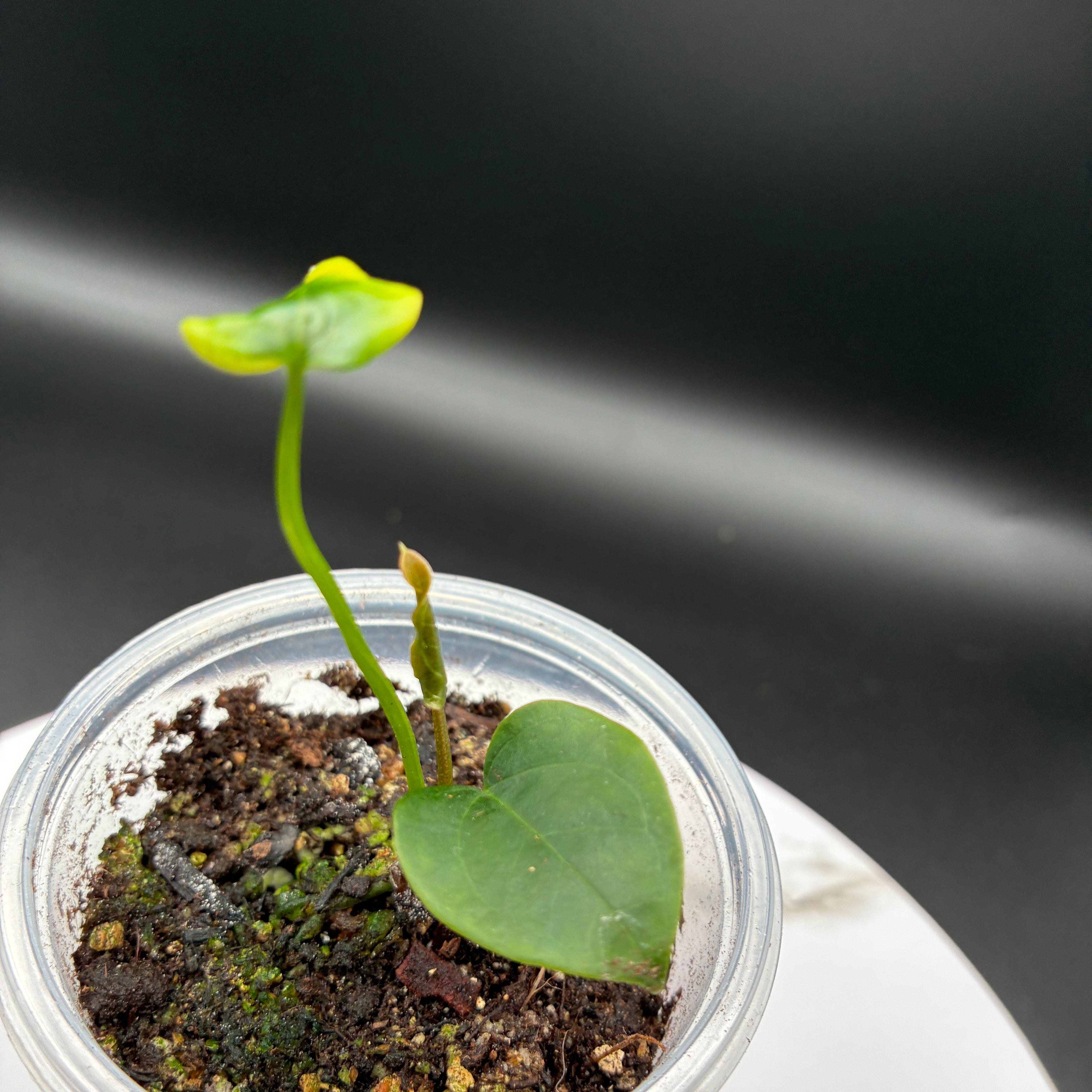 Anthurium Queen of Hearts #0127