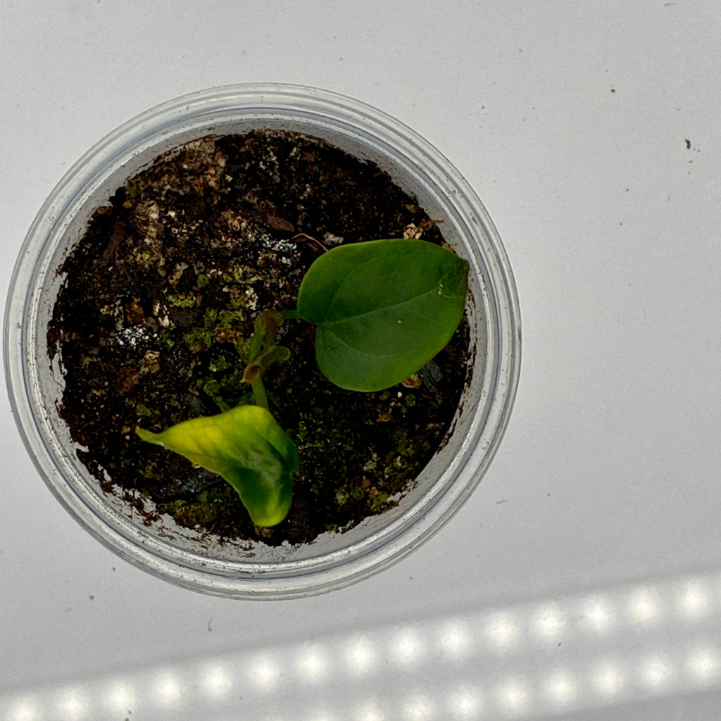 Anthurium Queen of Hearts #0127