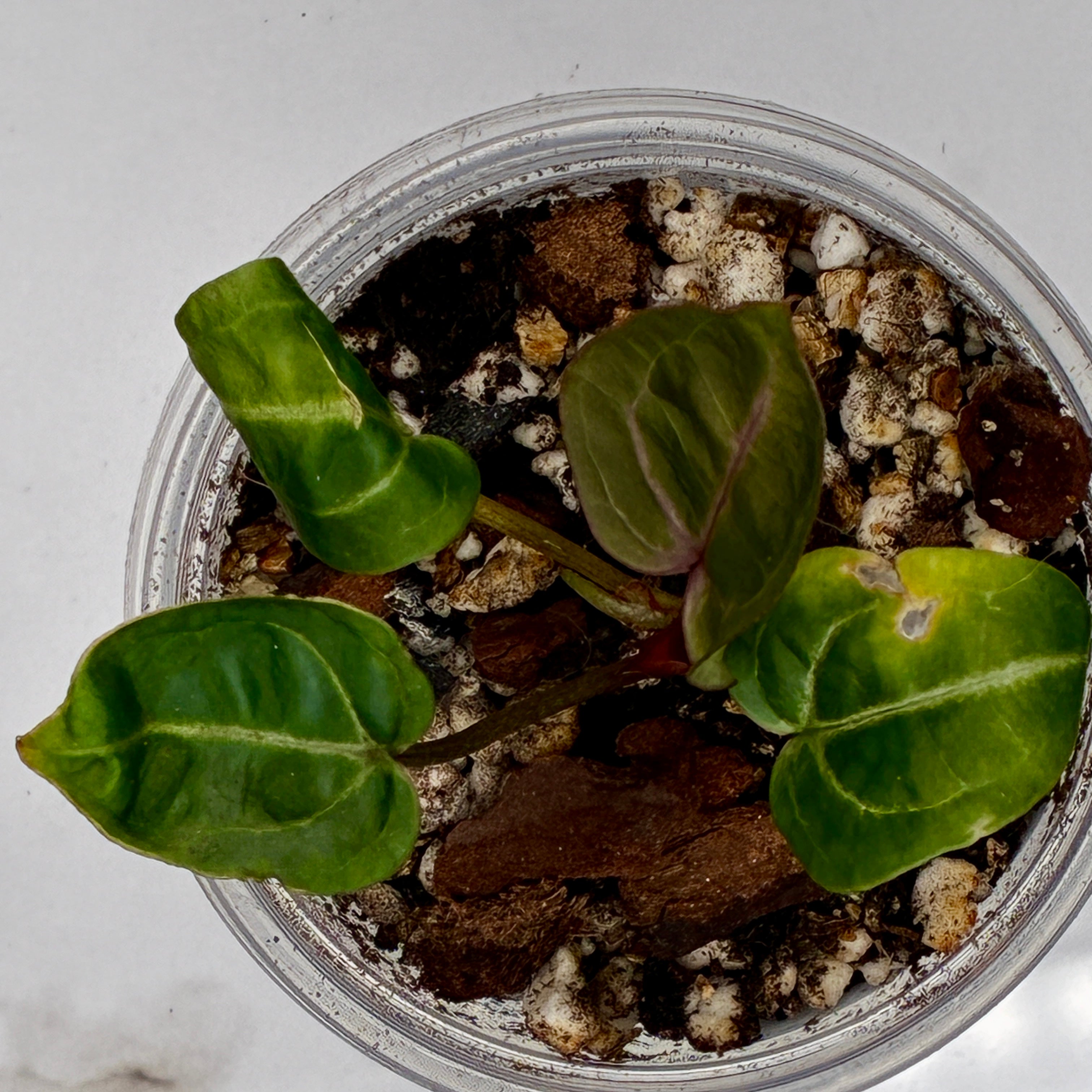 Anthurium Wonderboy X Michelle #0126