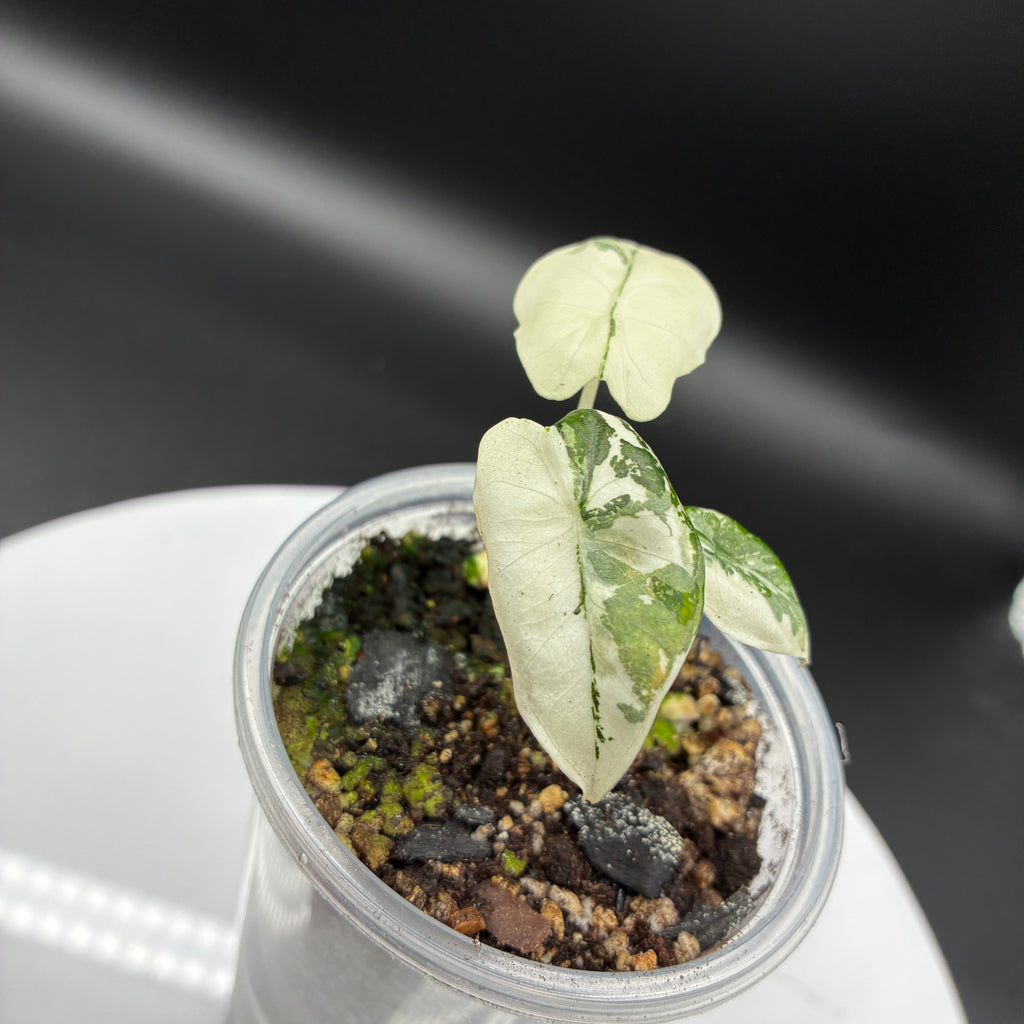 Alocasia Frydek Variegated #0124
