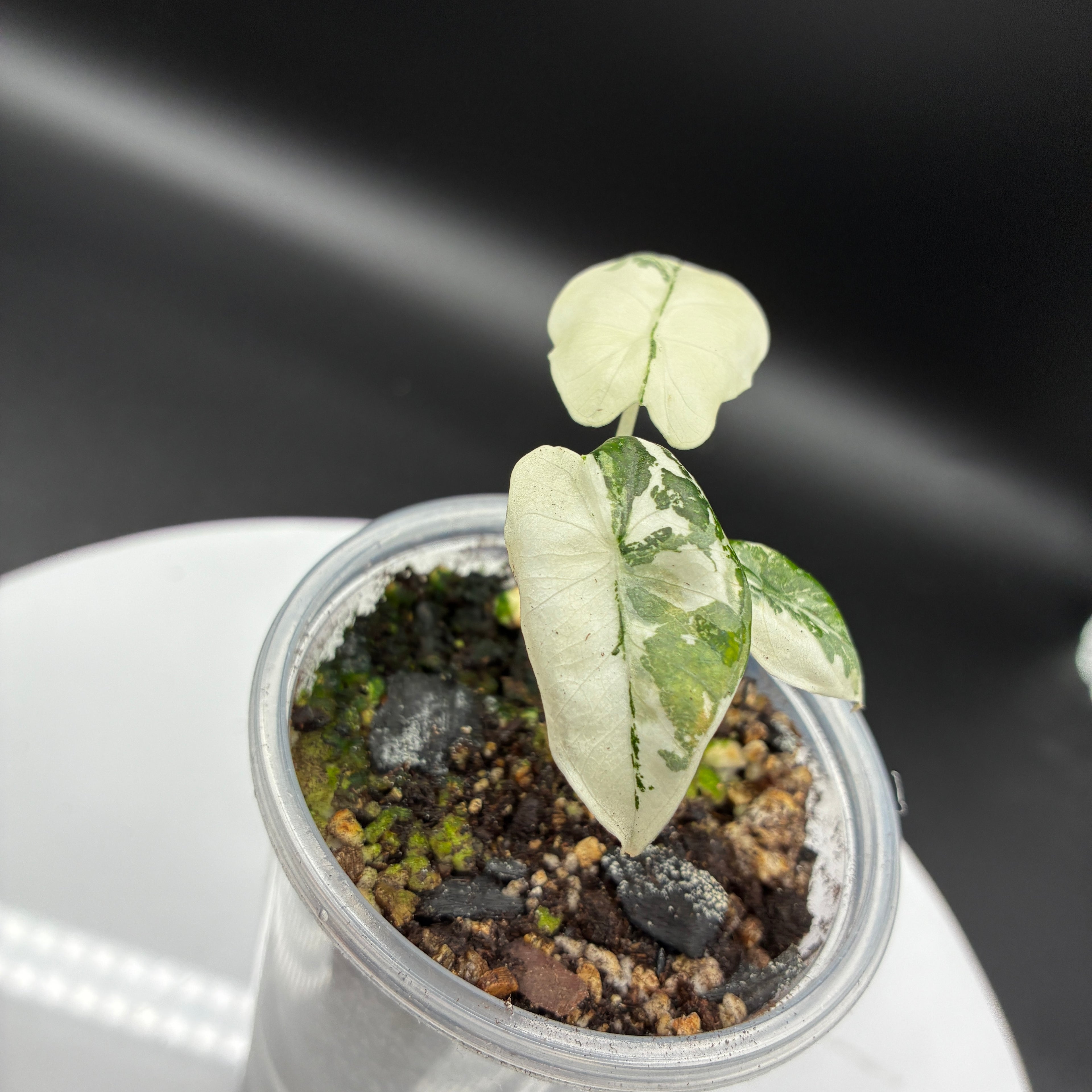 Alocasia Frydek Variegated #0124