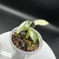 Alocasia Frydek Variegated #0124