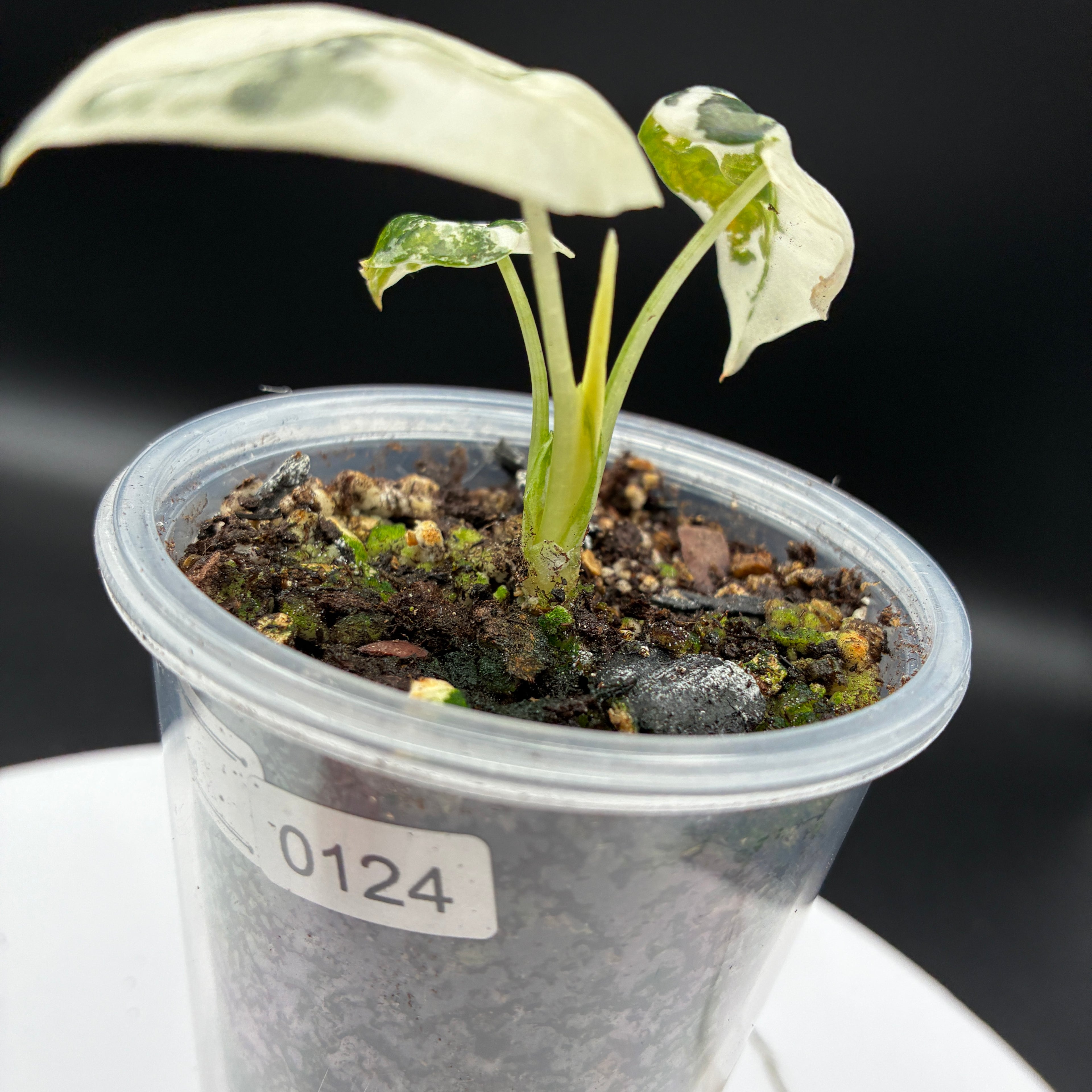 Alocasia Frydek Variegated #0124