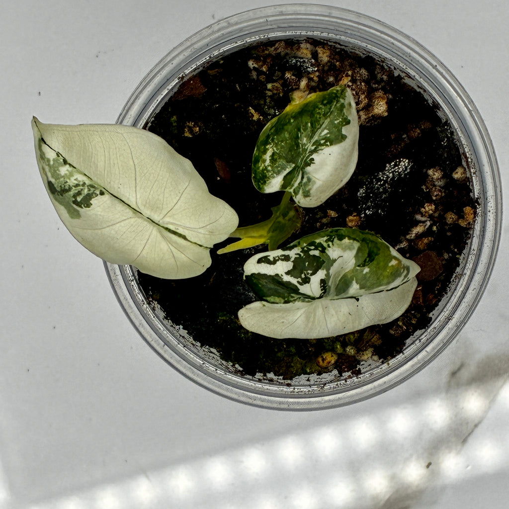 Alocasia Frydek Variegated #0124