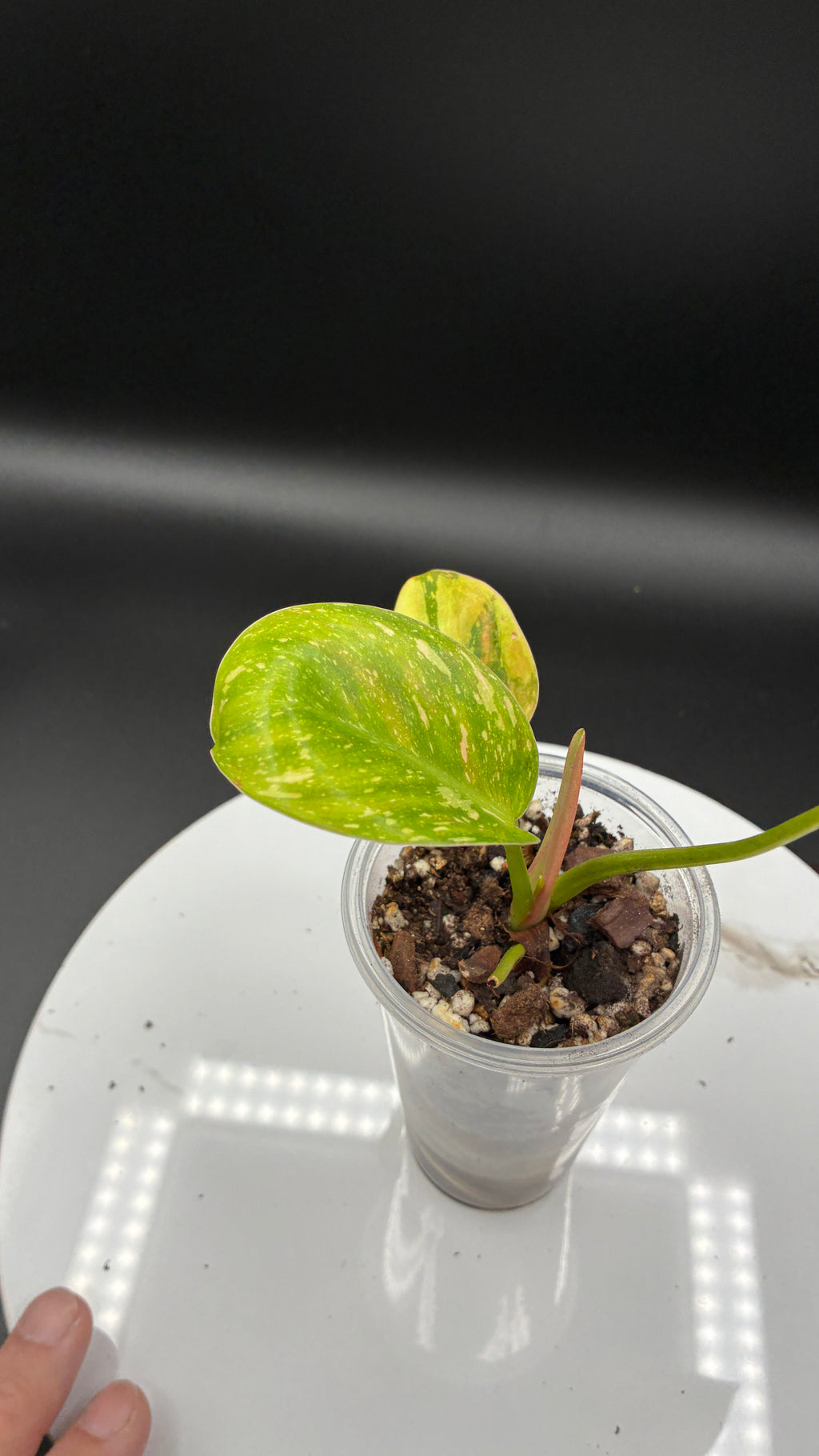 Philodendron Congo Nuclear #0064