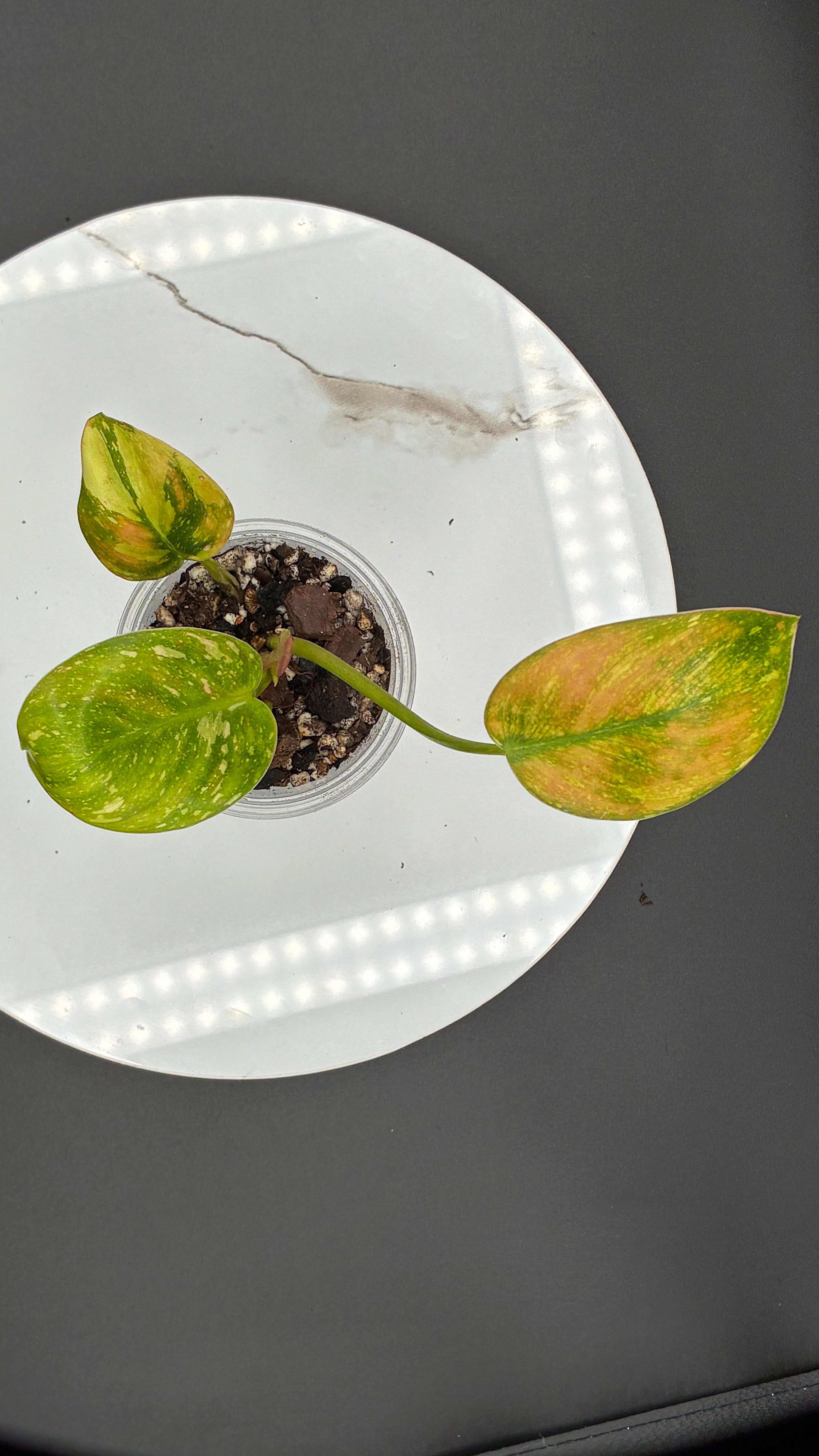 Philodendron Congo Nuclear #0064