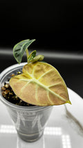 Alocasia Heart Balloon Pink Variegated #0133