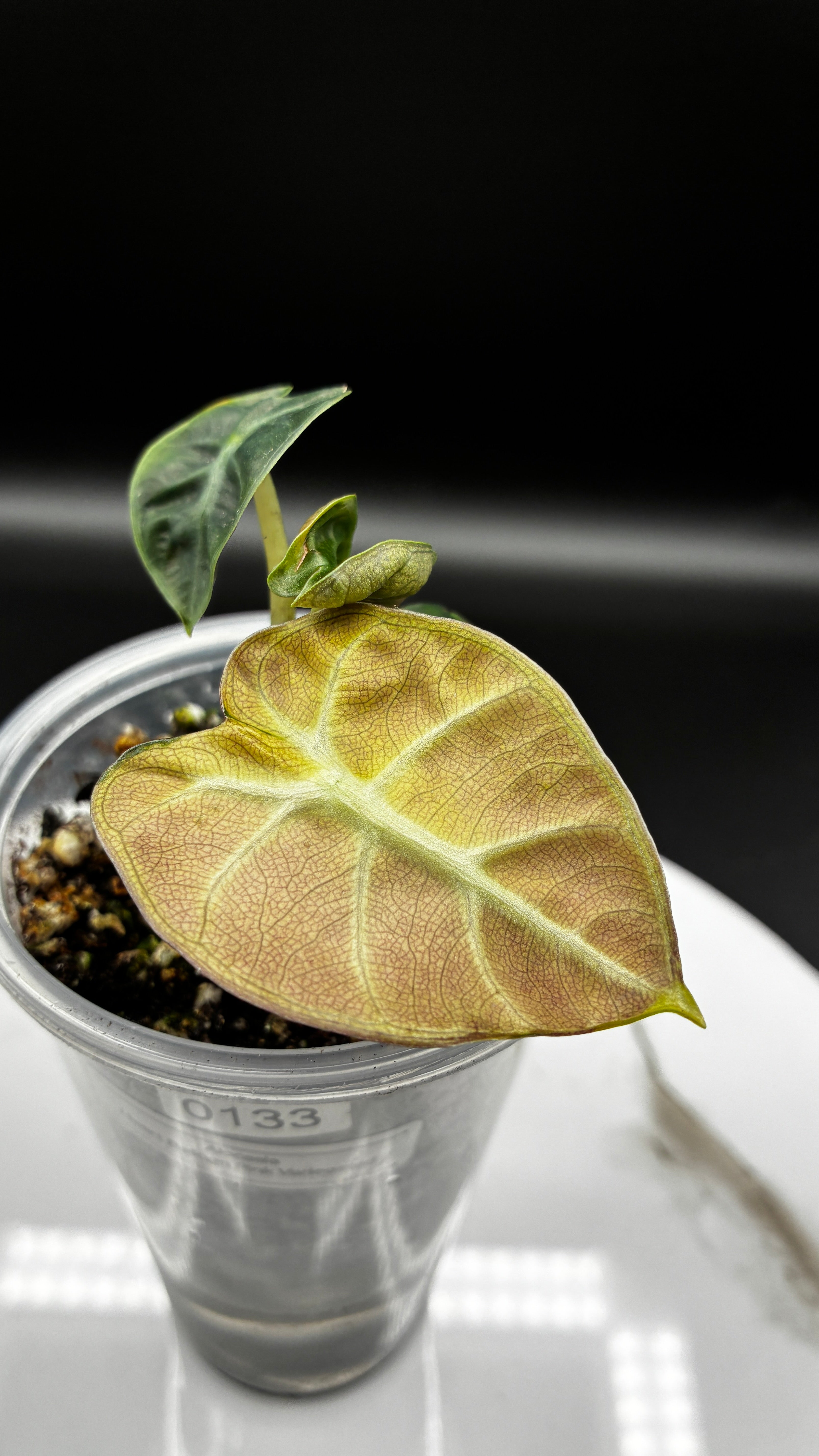 Alocasia Heart Balloon Pink Variegated #0133