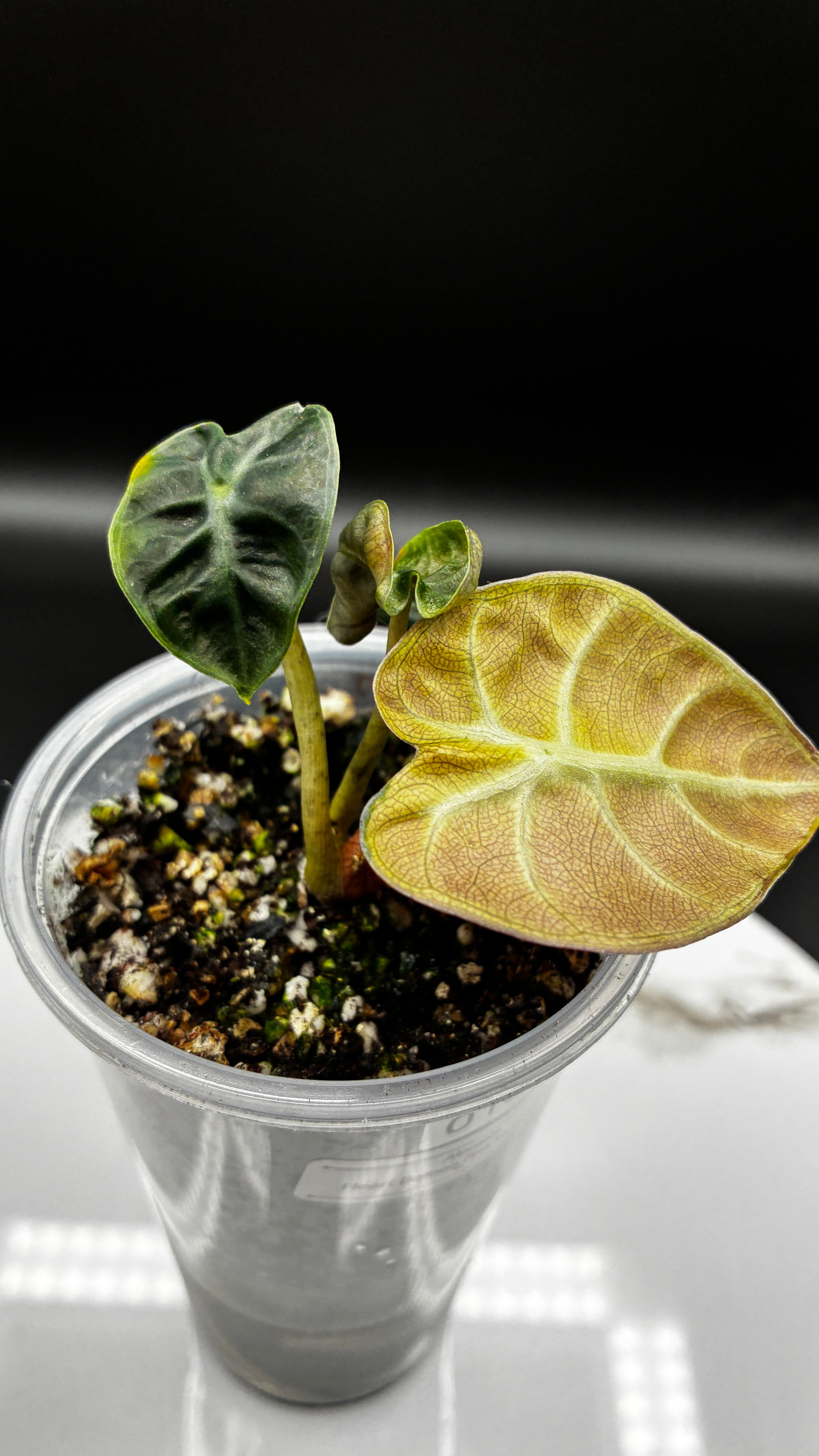Alocasia Heart Balloon Pink Variegated #0133