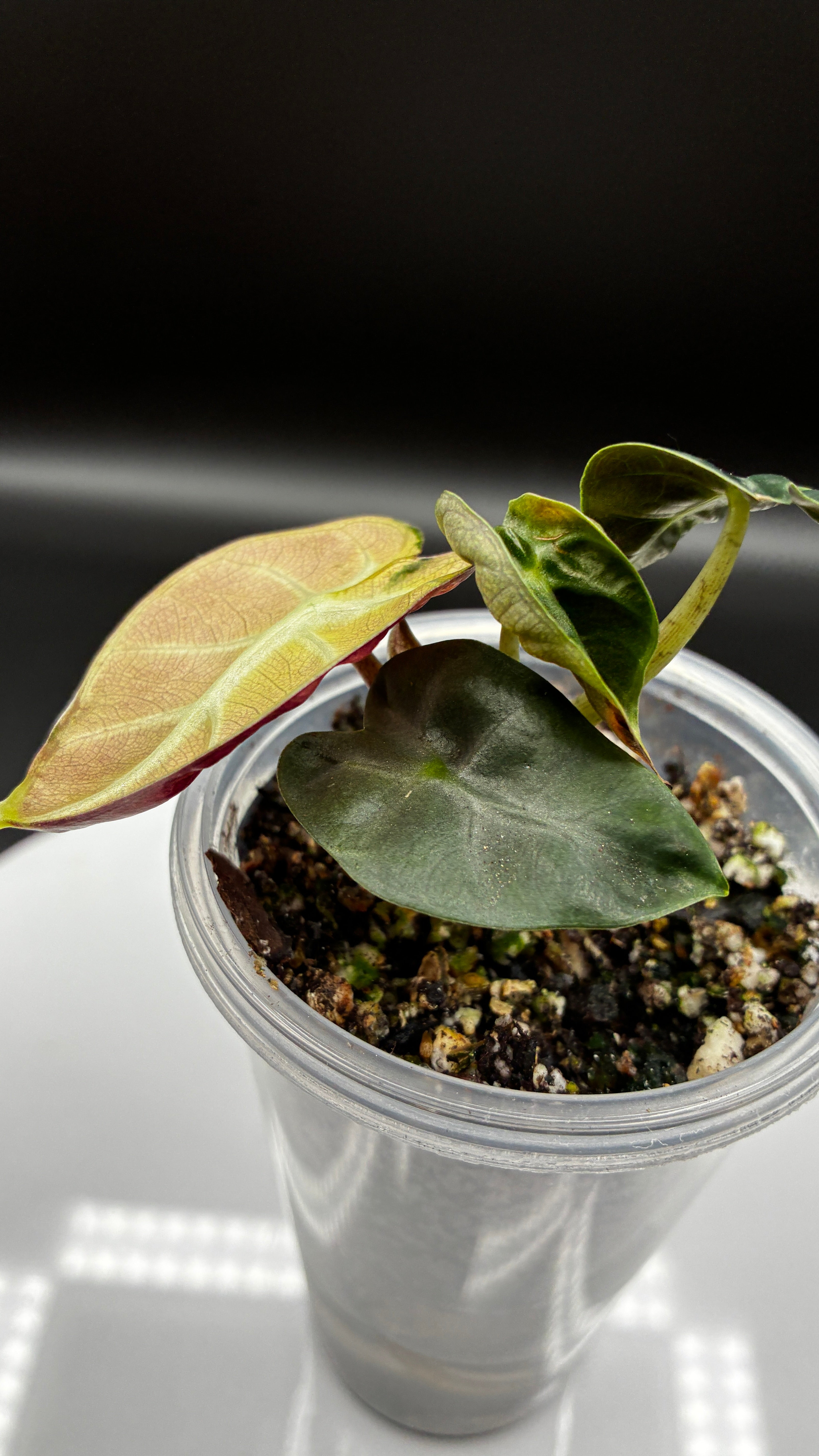 Alocasia Heart Balloon Pink Variegated #0133