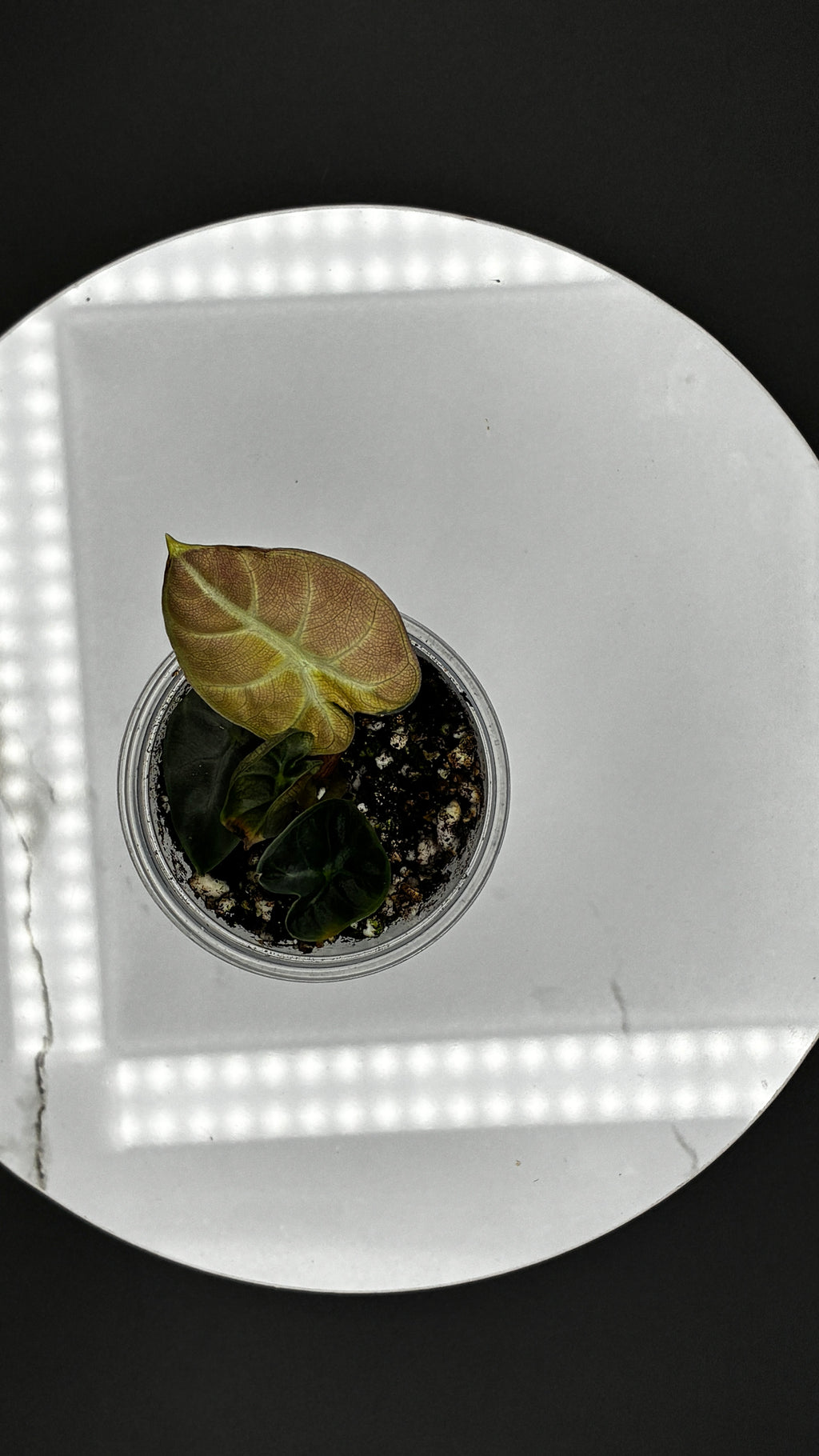 Alocasia Heart Balloon Pink Variegated #0133