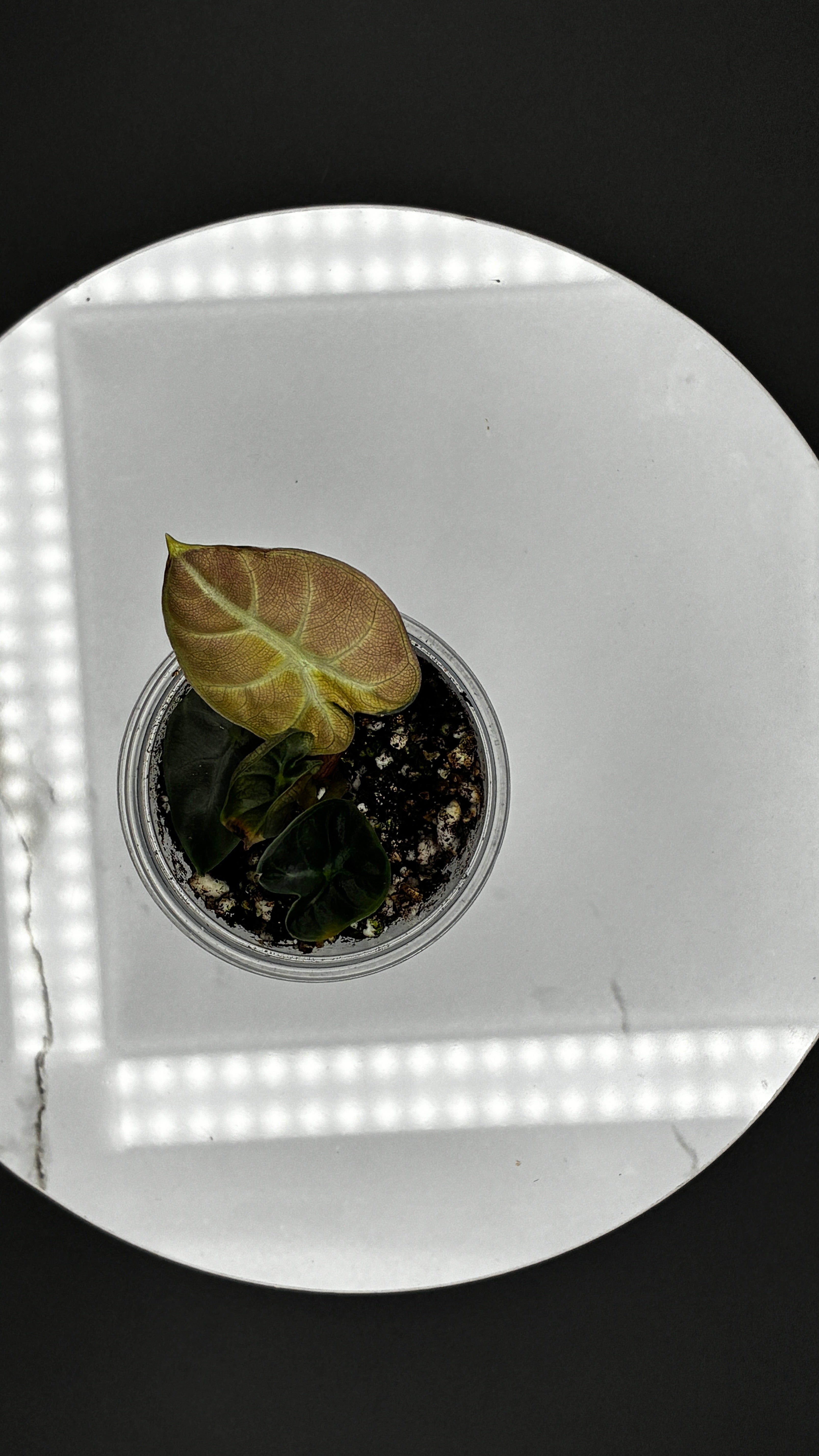 Alocasia Heart Balloon Pink Variegated #0133