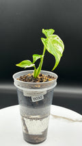 Monstera Borsigiana Albo Variegated #0032