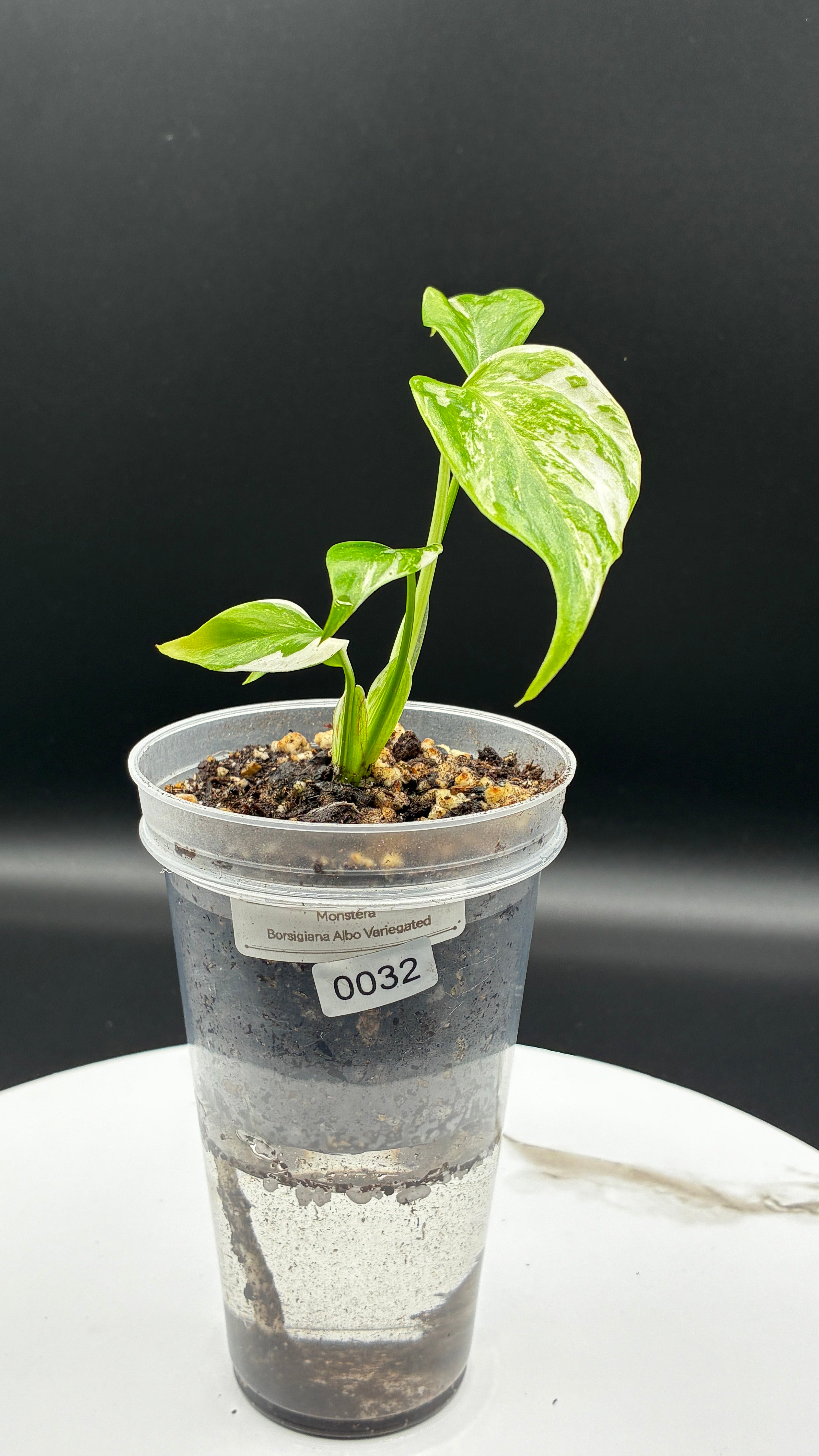 Monstera Borsigiana Albo Variegated #0032