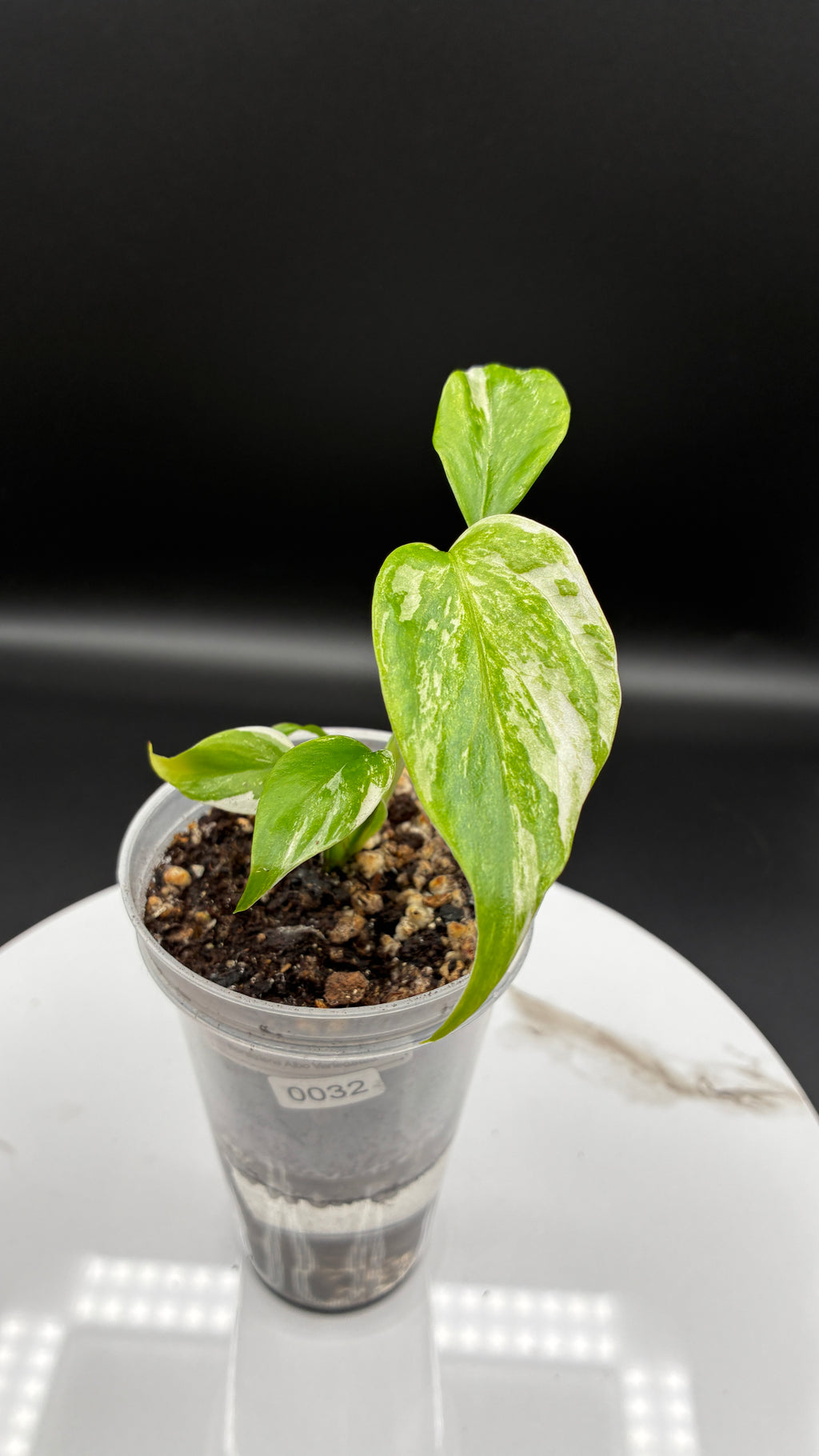 Monstera Borsigiana Albo Variegated #0032
