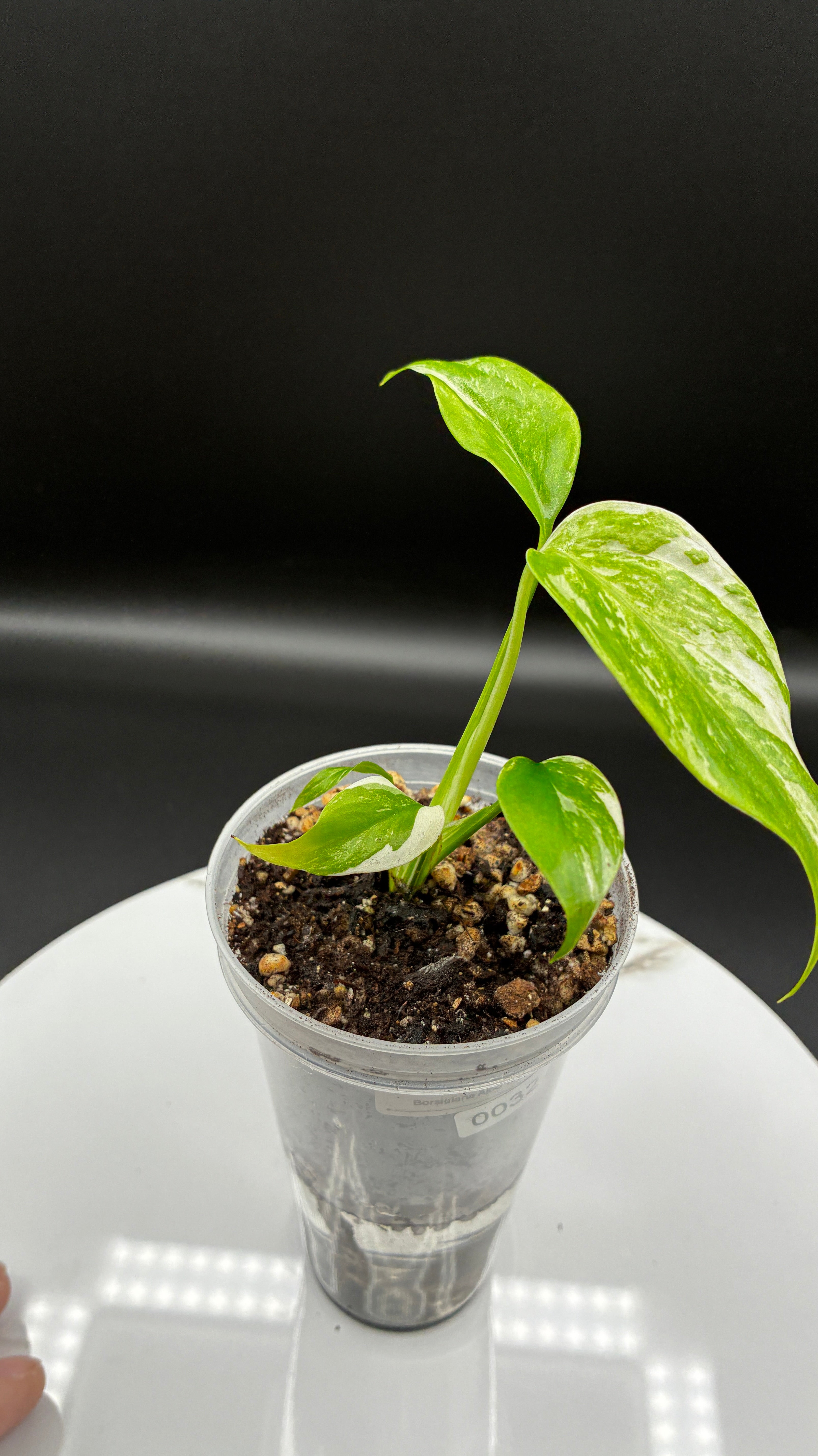 Monstera Borsigiana Albo Variegated #0032
