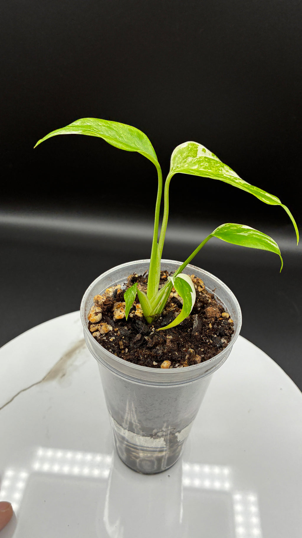 Monstera Borsigiana Albo Variegated #0032
