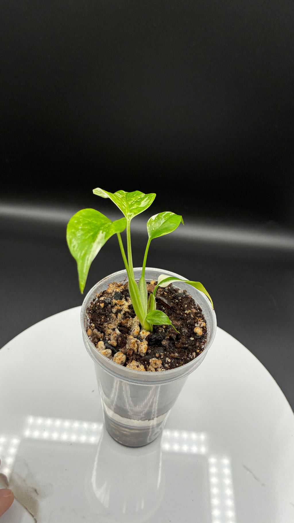 Monstera Borsigiana Albo Variegated #0032