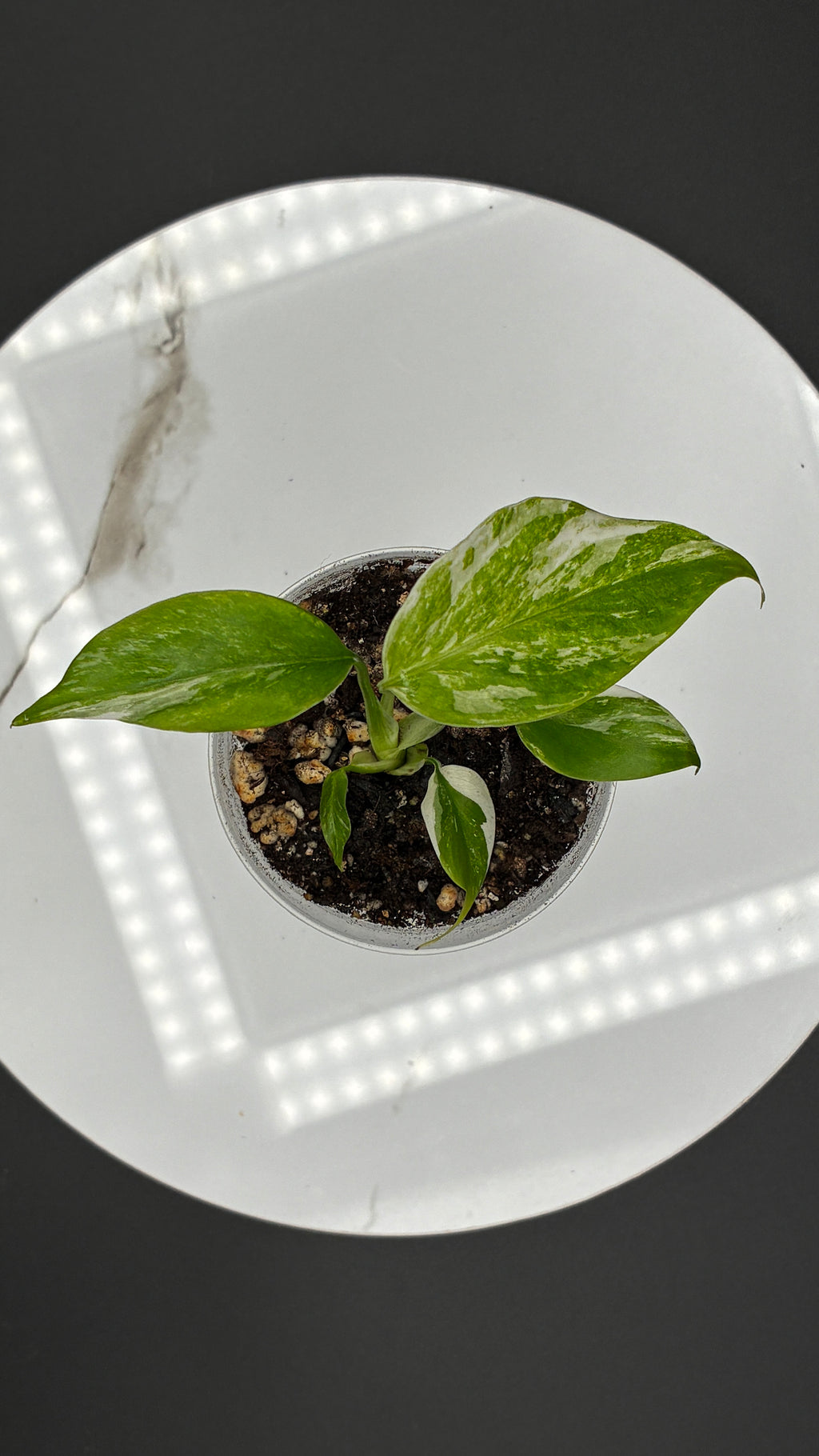 Monstera Borsigiana Albo Variegated #0032