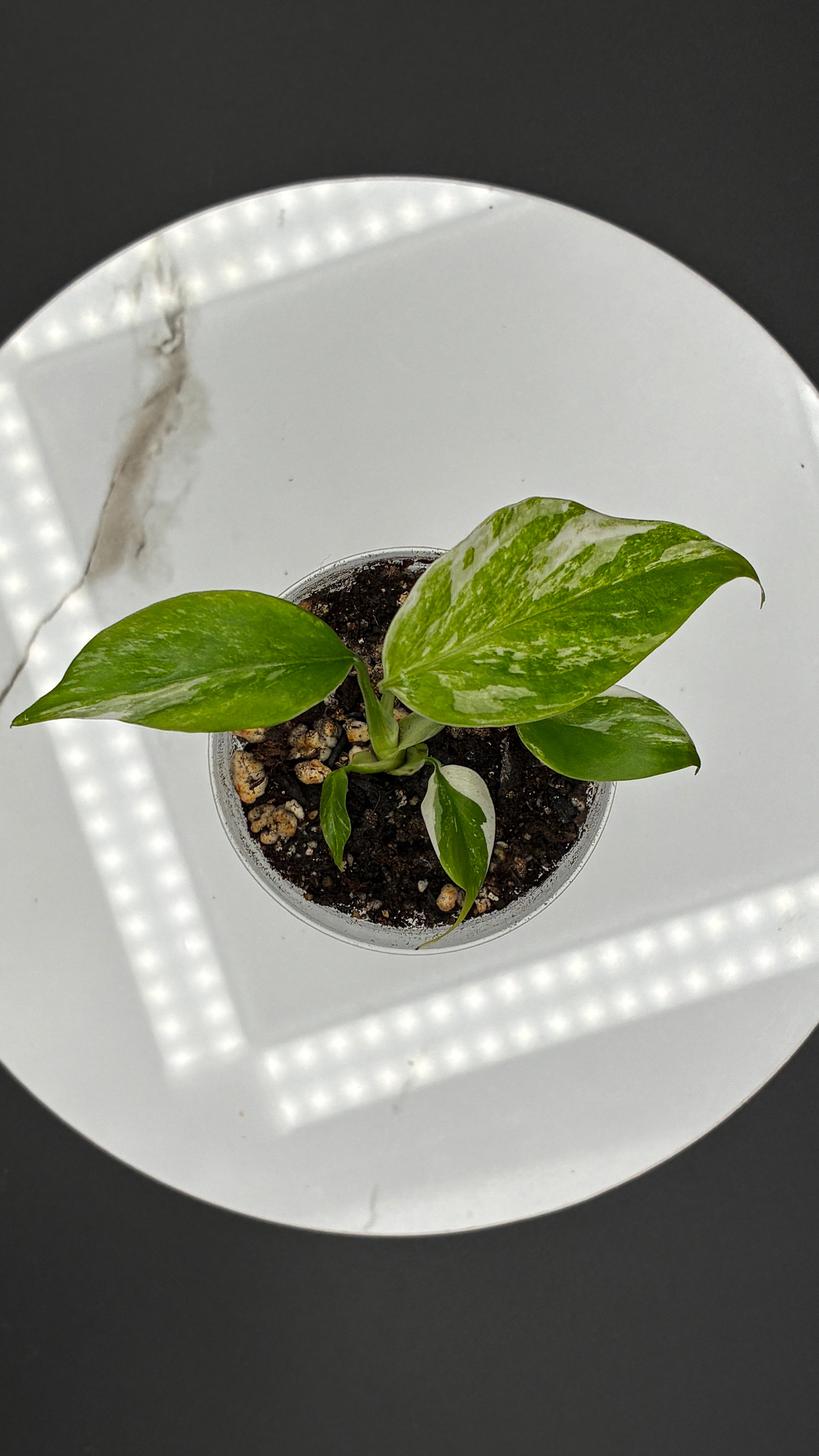 Monstera Borsigiana Albo Variegated #0032