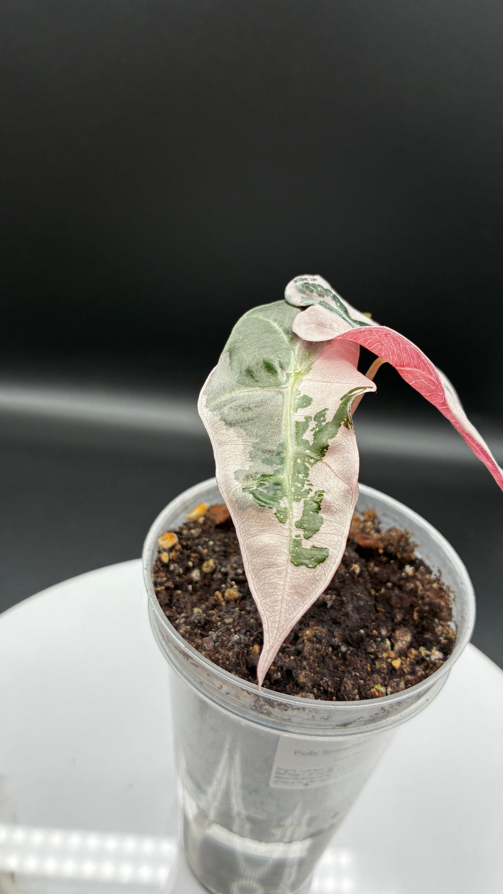 Alocasia Polly Snowflake Pink Variegated #0040