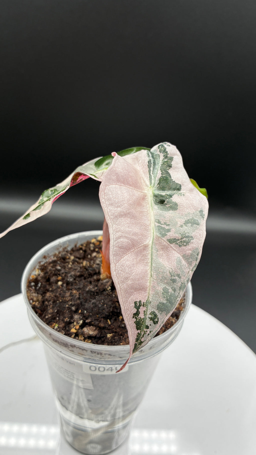 Alocasia Polly Snowflake Pink Variegated #0040