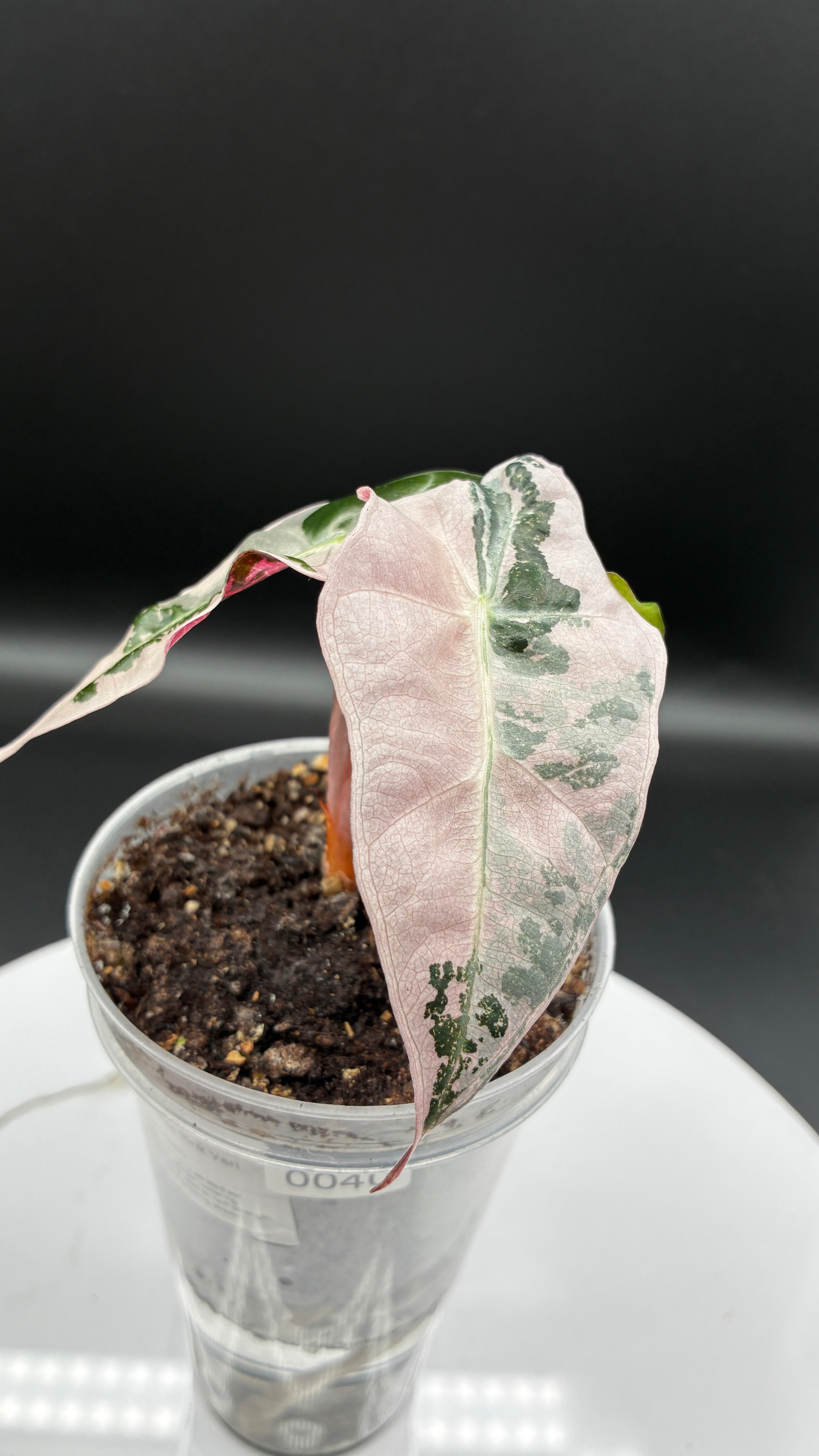 Alocasia Polly Snowflake Pink Variegated #0040