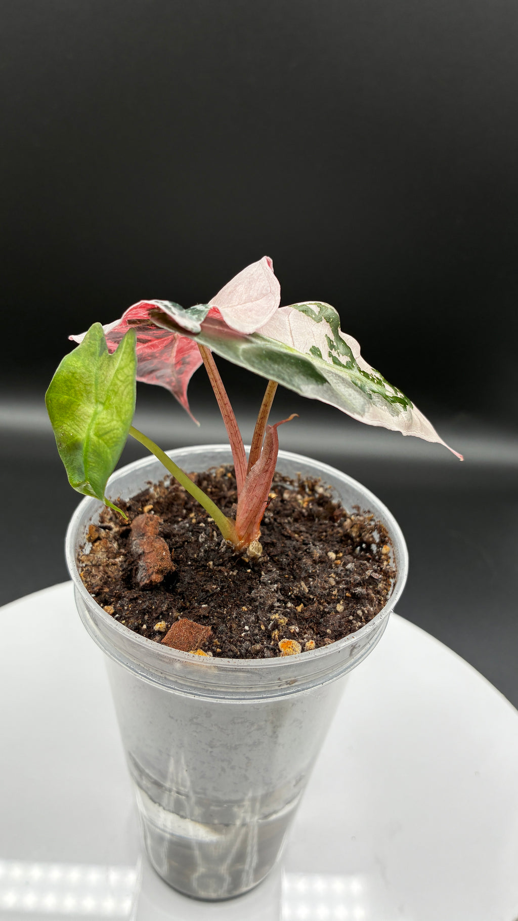Alocasia Polly Snowflake Pink Variegated #0040